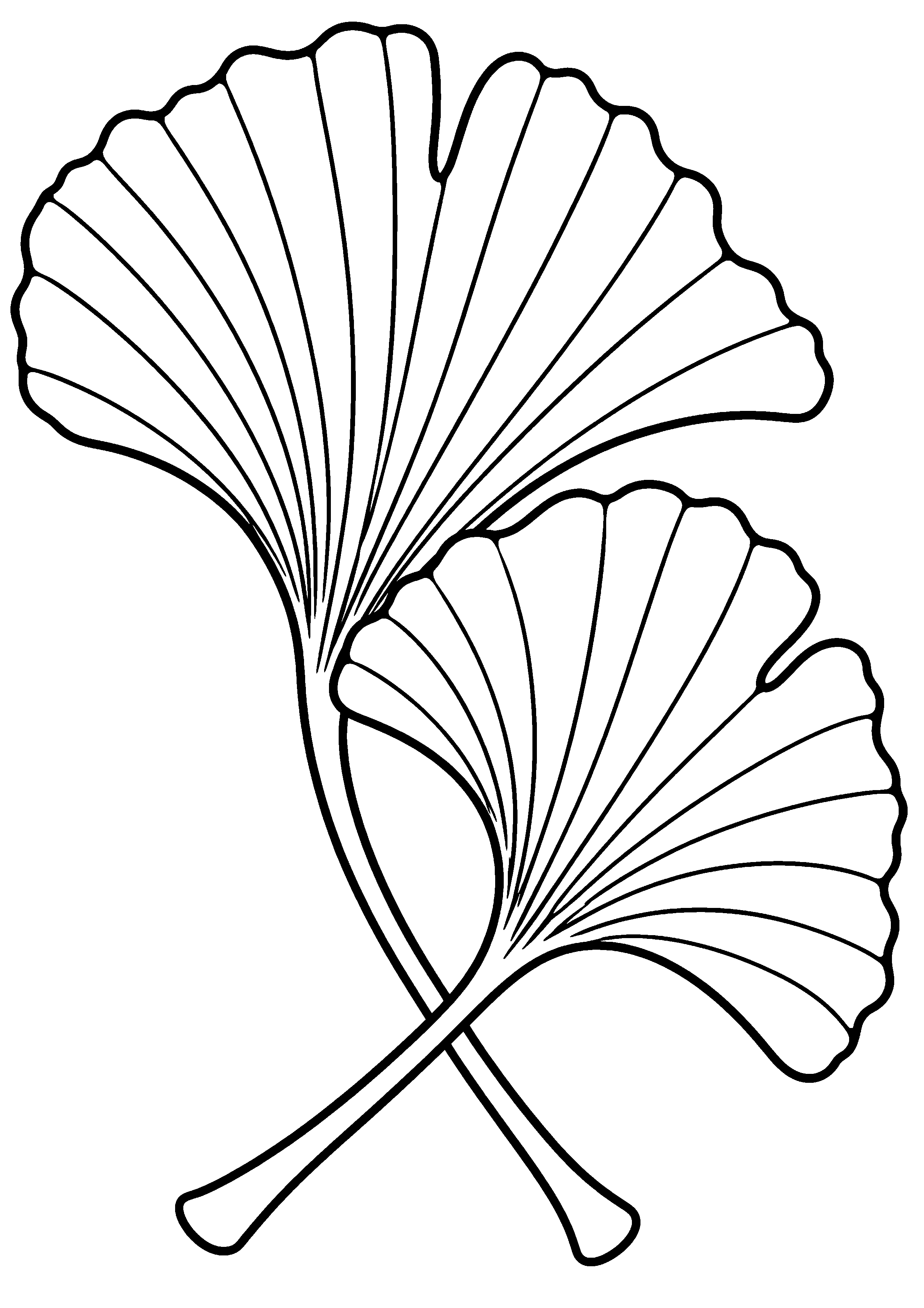 Deux grandes feuilles de ginkgo en éventail à colorier