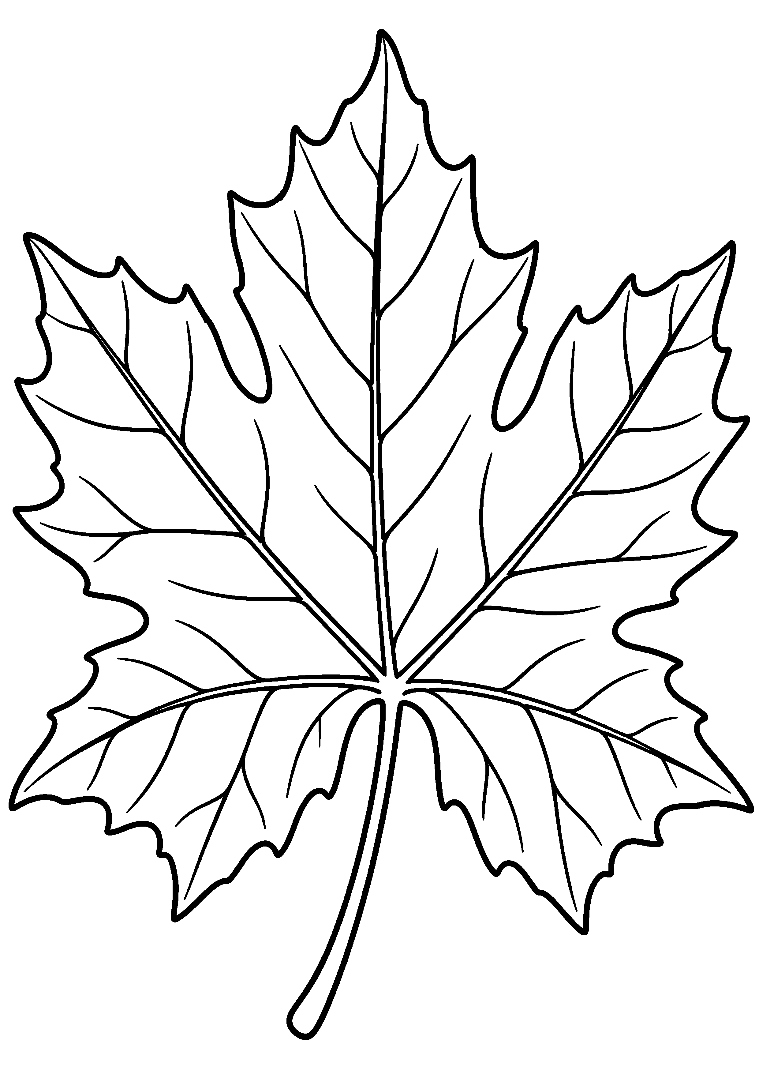 Grande feuille de platane lobée avec nervures à colorier