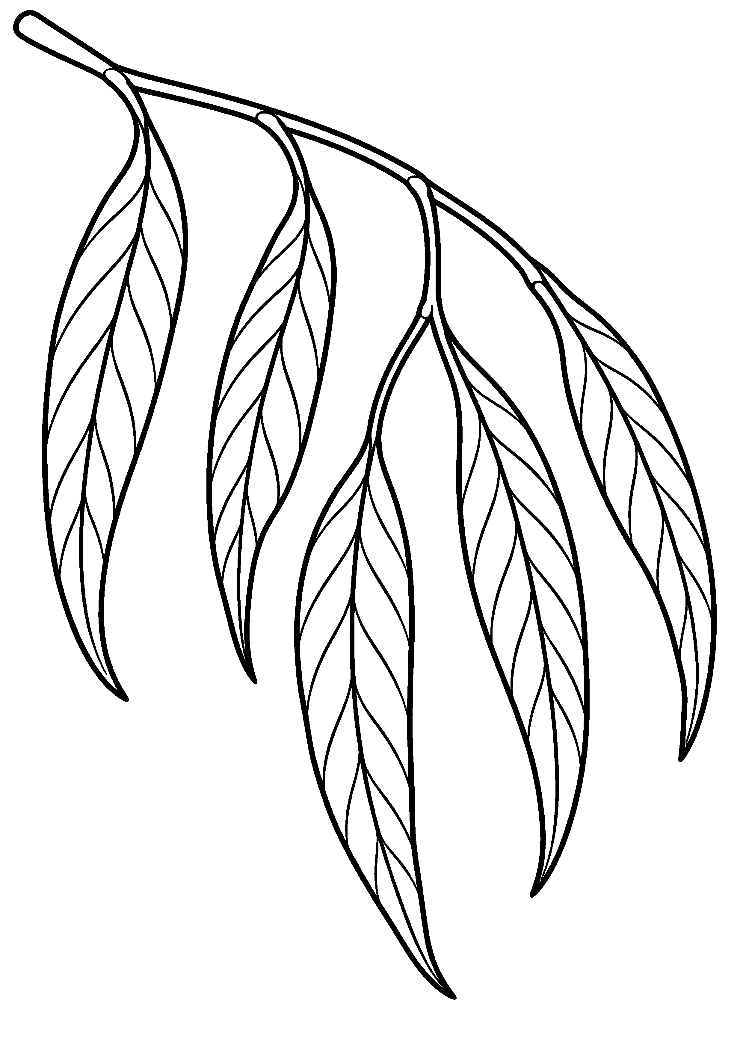 Branche de saule avec six longues feuilles à colorier