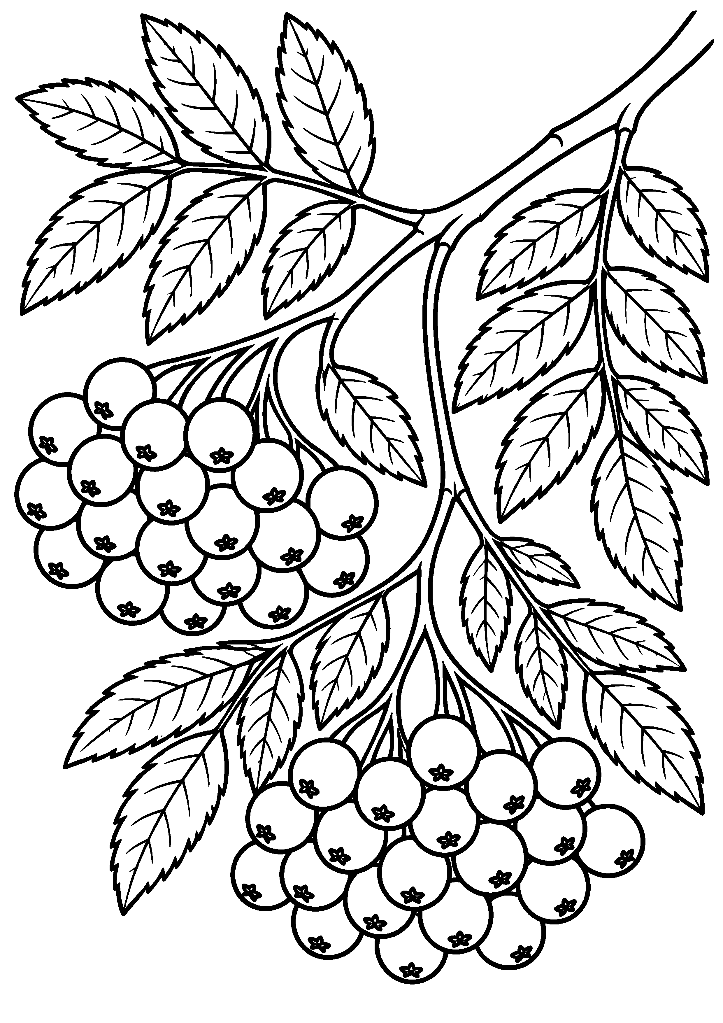 Branche de sorbier avec grandes folioles et baies à colorier