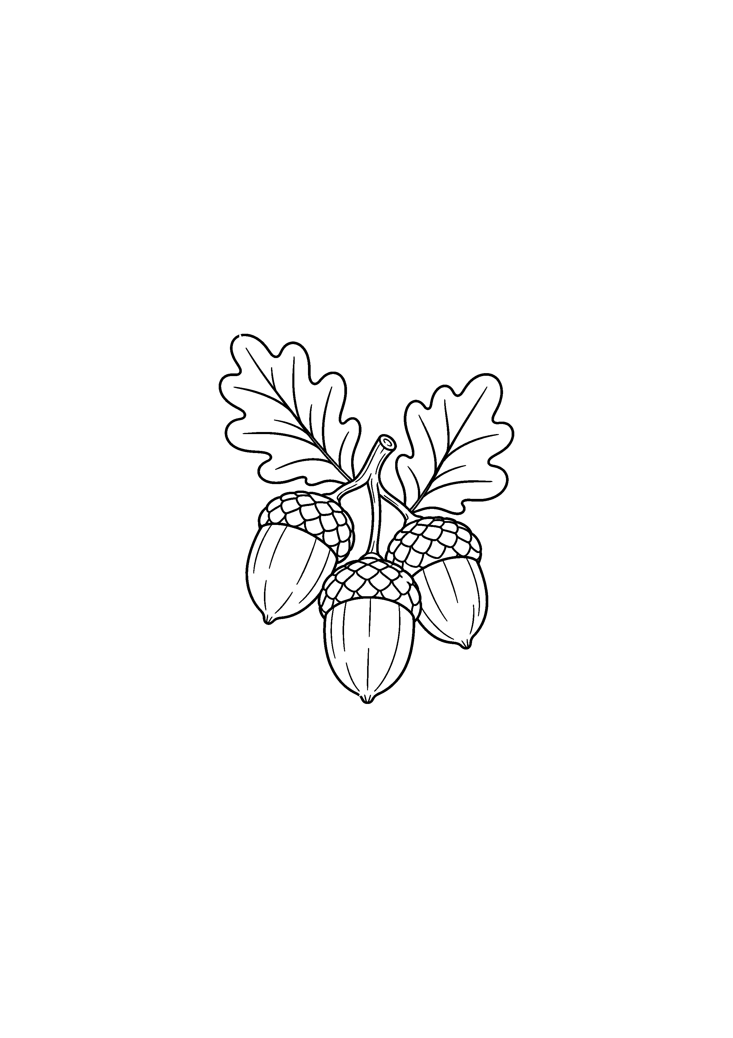 Coloriage trois glands avec rameau et feuilles de chêne à imprimer