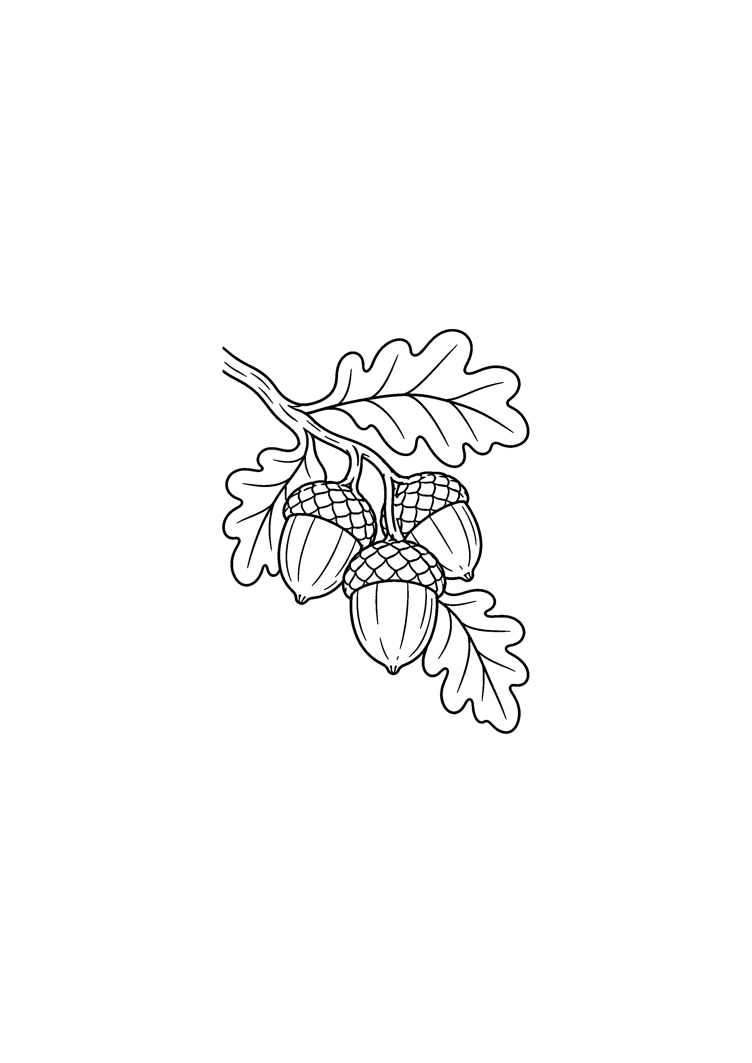 Coloriage glands suspendus à une branche de chêne à imprimer