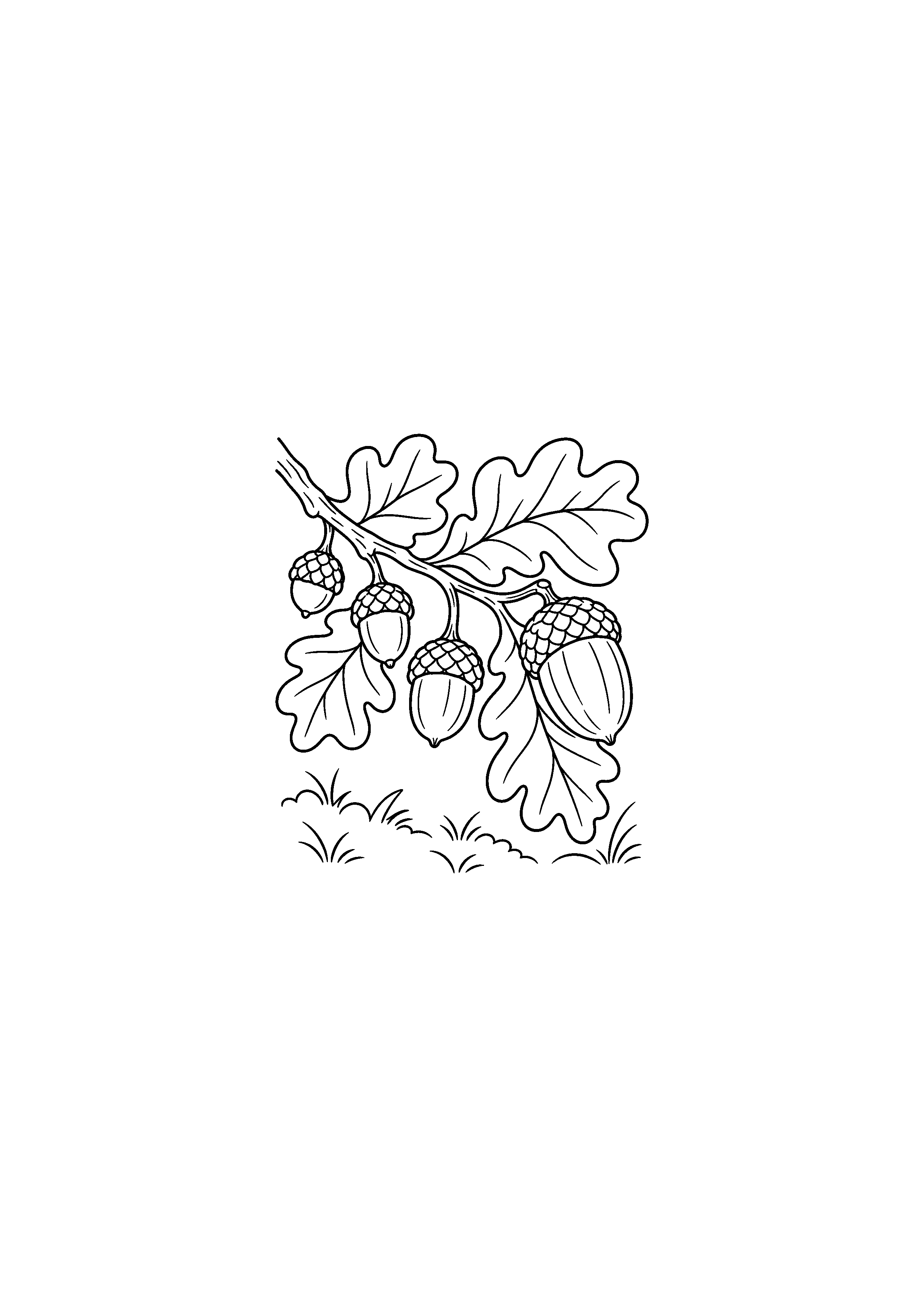 Coloriage branche de chêne portant quatre glands à imprimer