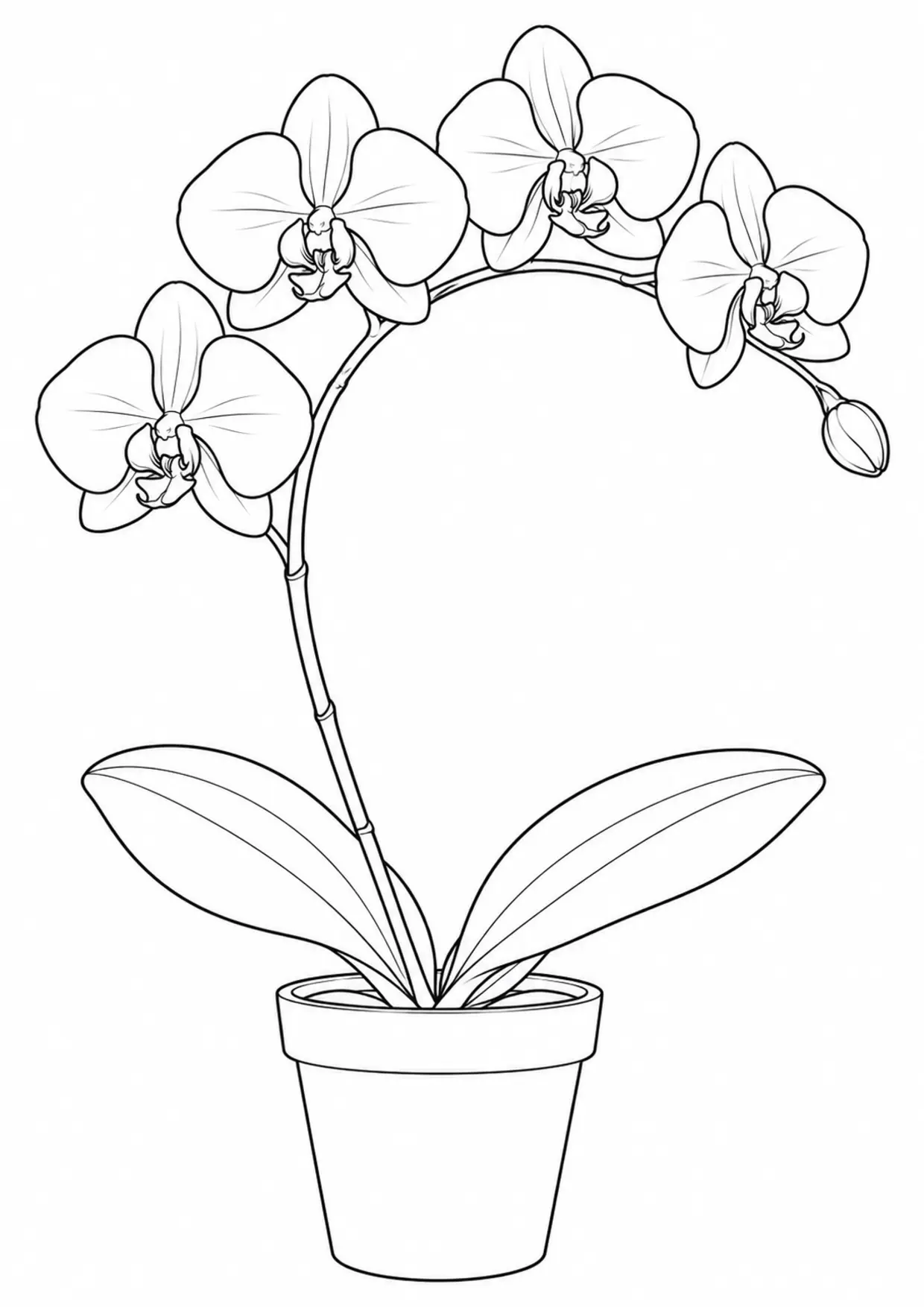 Coloriage orchidée : phalaenopsis, modèle 02