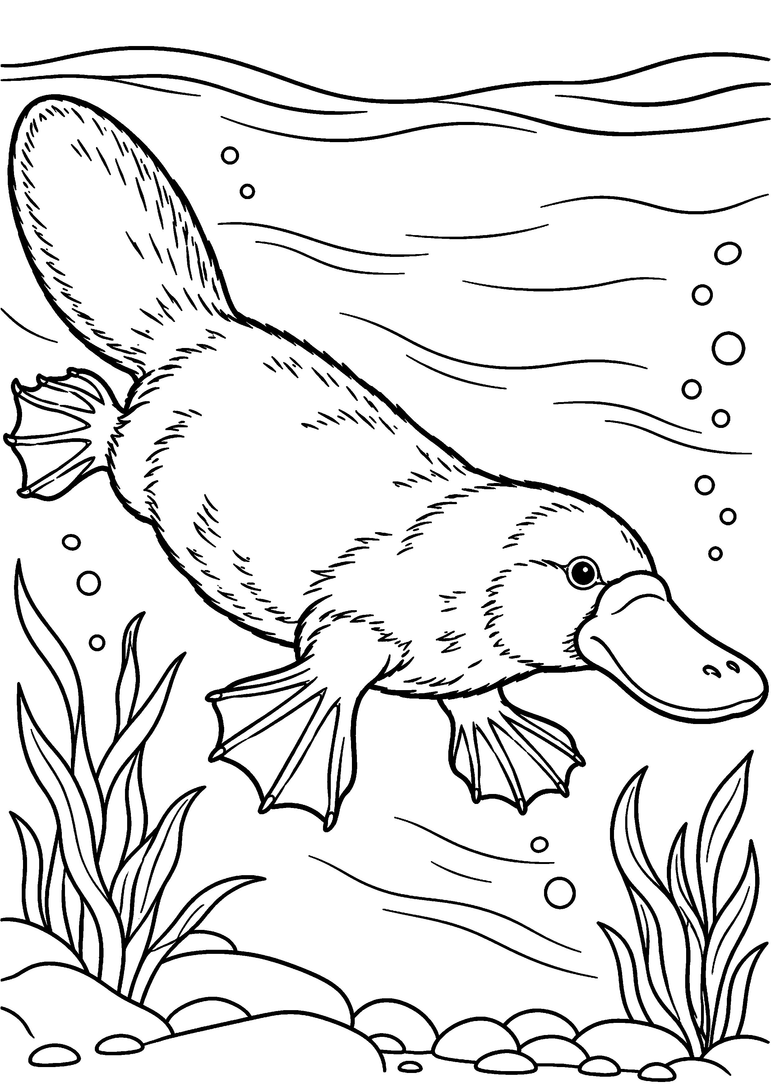 Coloriage ornithorynque nageant sous l’eau parmi les plantes aquatiques à imprimer