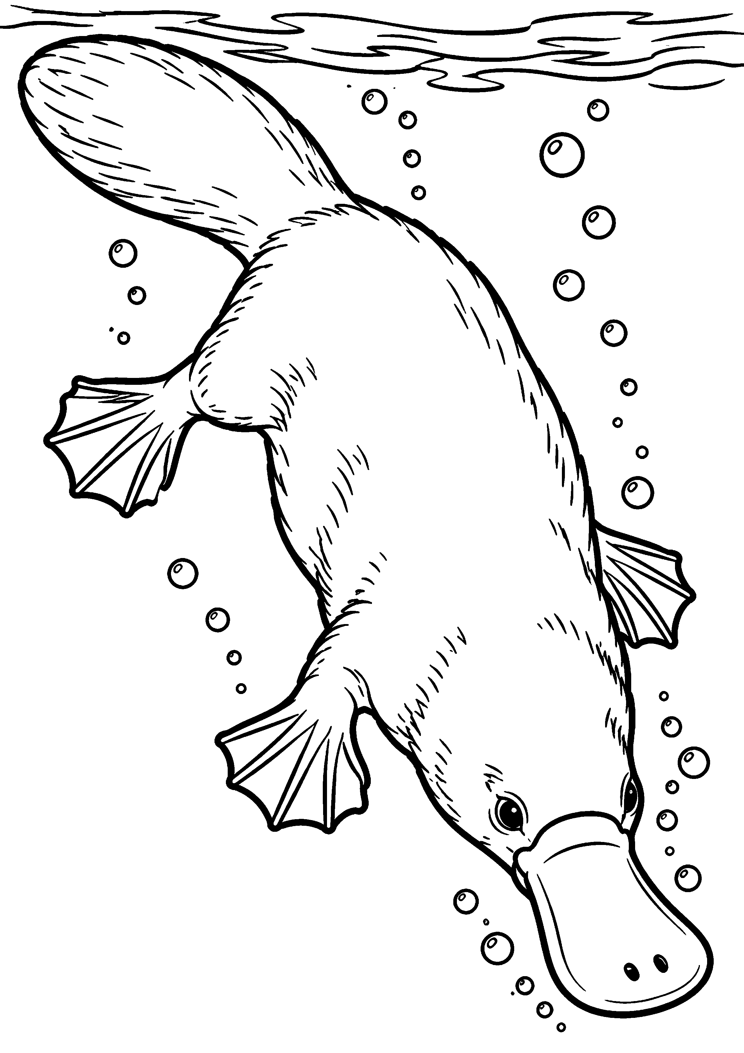 Coloriage ornithorynque plongeant la tête vers le fond de l’eau à imprimer