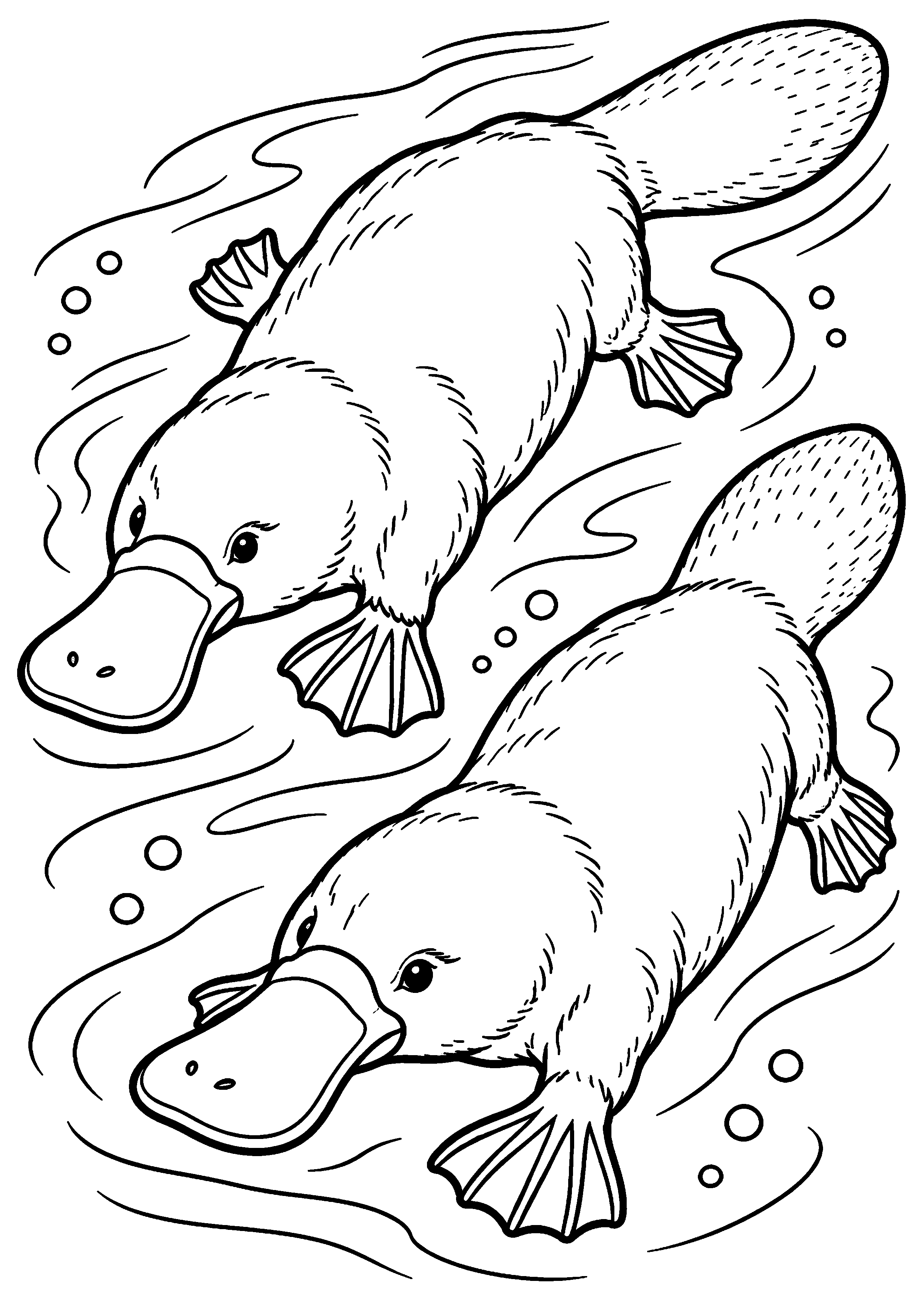 Grand coloriage d’un ornithorynque nageant avec son compagnon parmi les bulles, contours noirs nets sur fond blanc