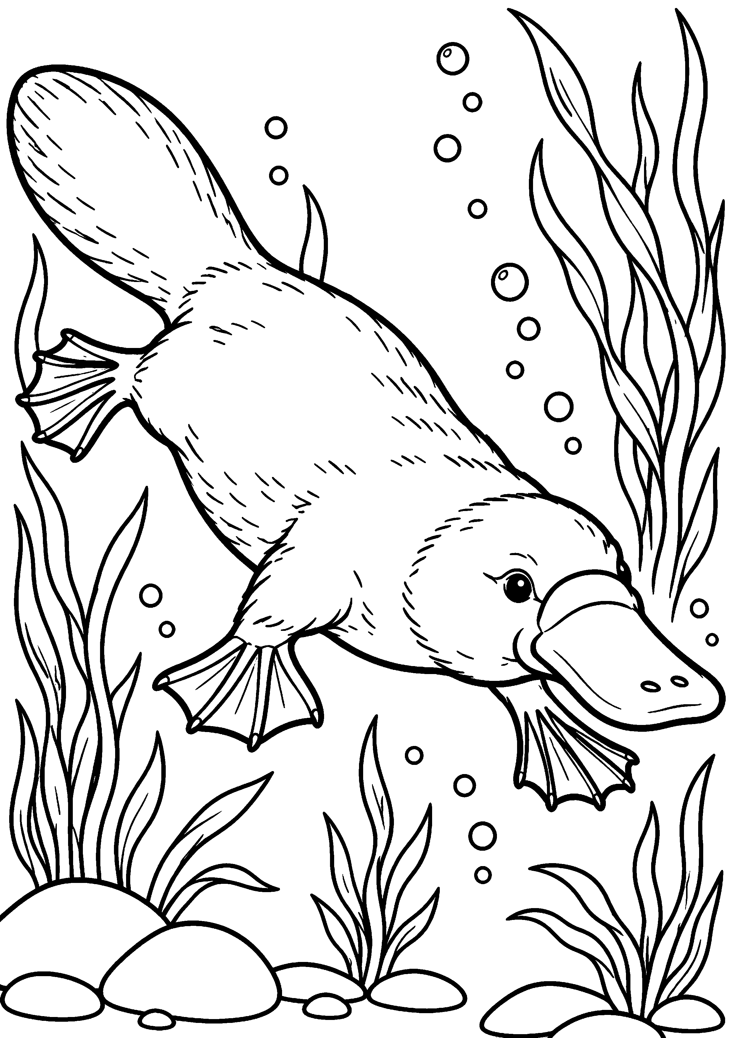 Grand coloriage d’un ornithorynque nageant sous l’eau parmi les algues, contours noirs nets sur fond blanc