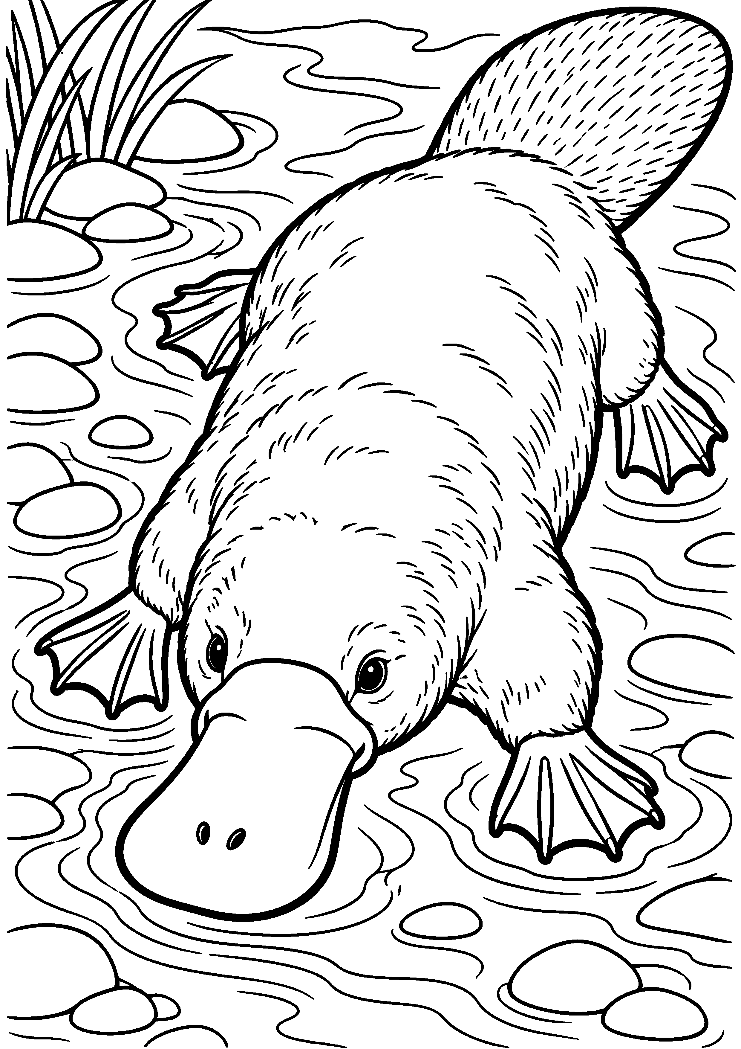 Grand coloriage d’un ornithorynque avançant dans les ondulations d’un ruisseau, contours noirs nets sur fond blanc