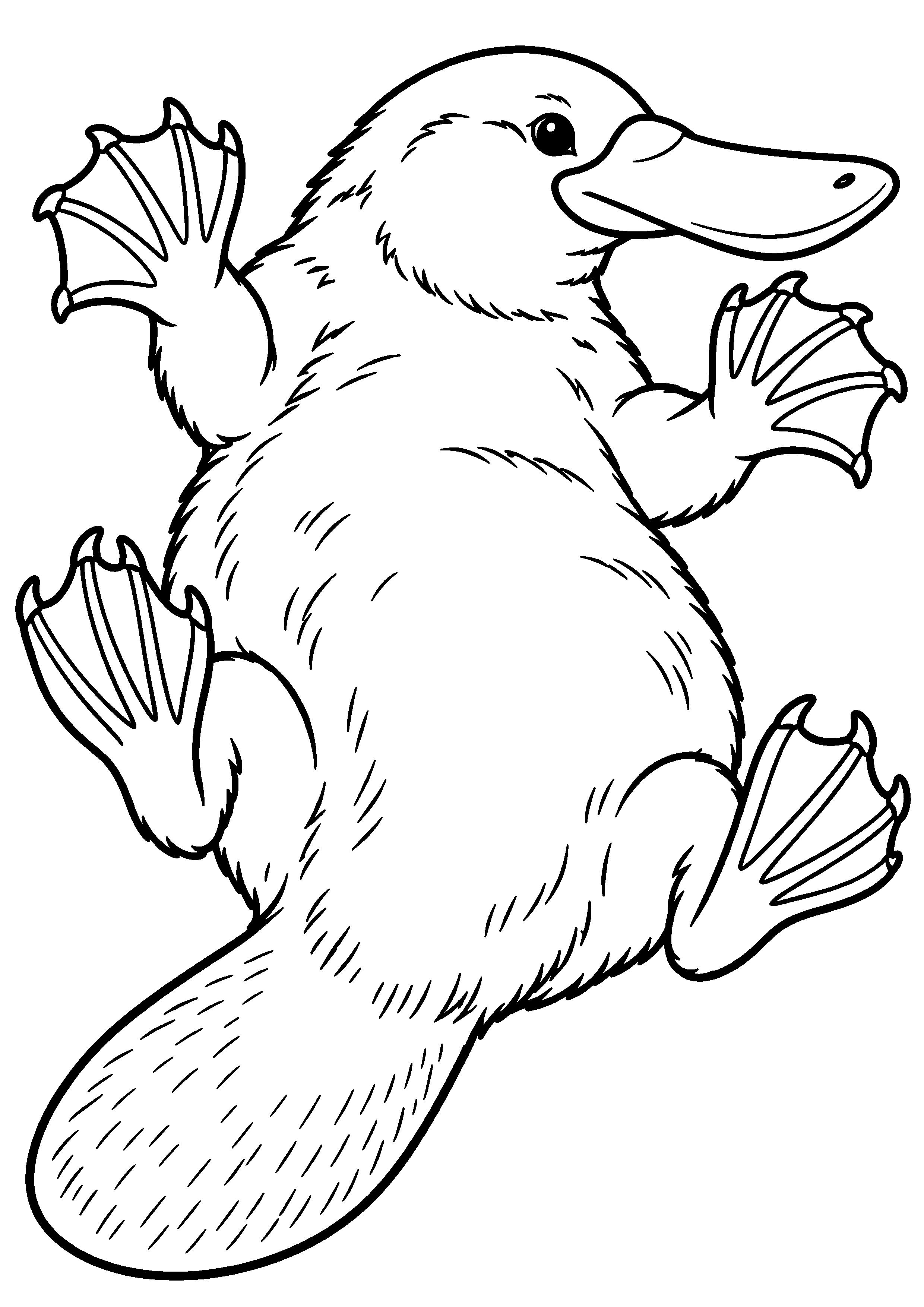 Grand coloriage d’un ornithorynque dressé joyeusement sur ses pattes arrière, contours noirs nets sur fond blanc