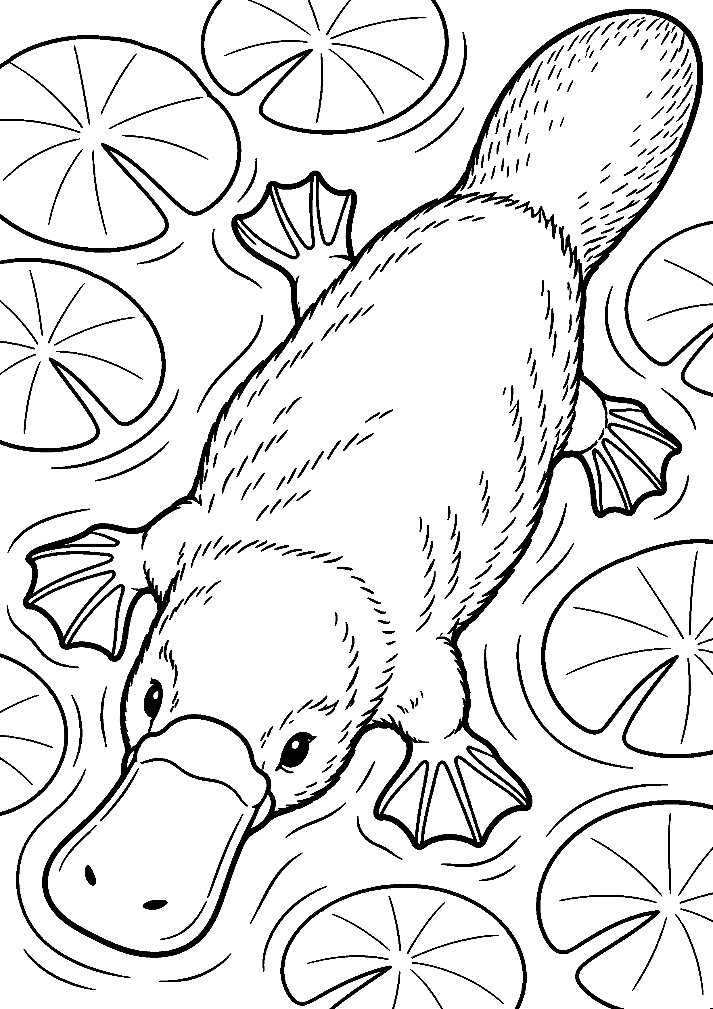 Grand coloriage d’un ornithorynque nageant parmi des feuilles de nénuphar, contours noirs nets sur fond blanc