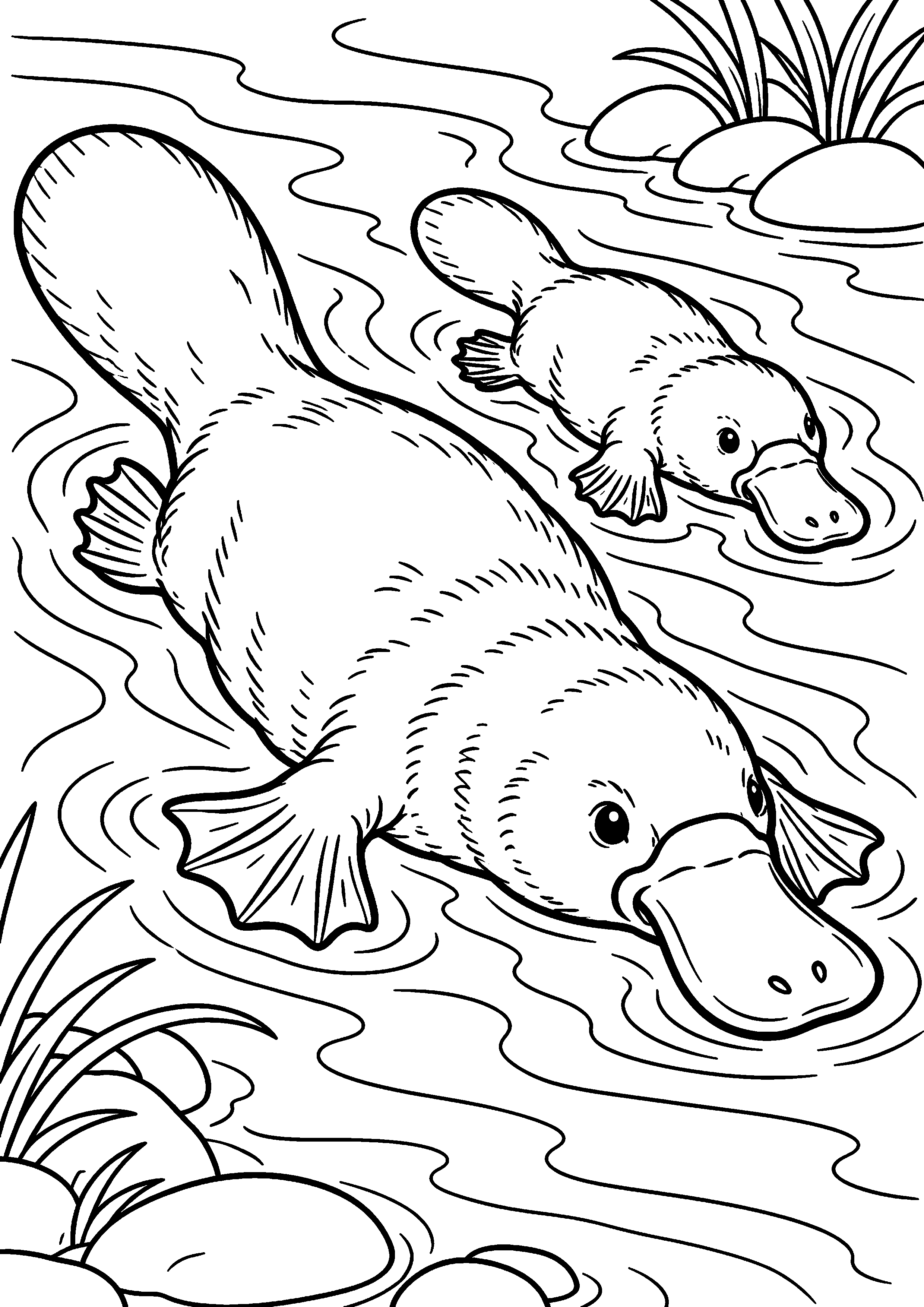 Grand coloriage d’un ornithorynque traversant un ruisseau avec son compagnon, contours noirs nets sur fond blanc