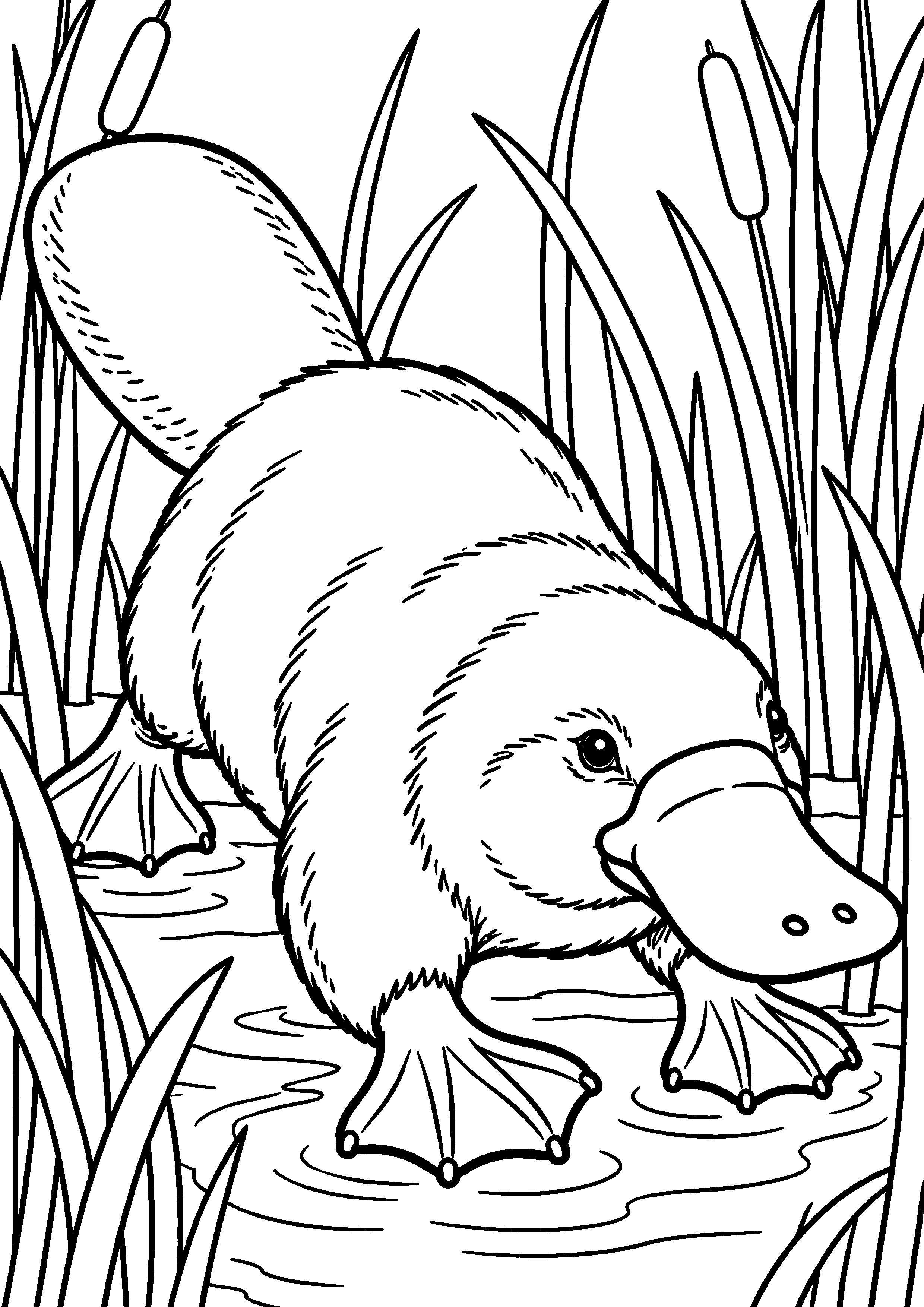 Grand coloriage d’un ornithorynque parent avançant dans les roseaux avec son petit, contours noirs nets sur fond blanc