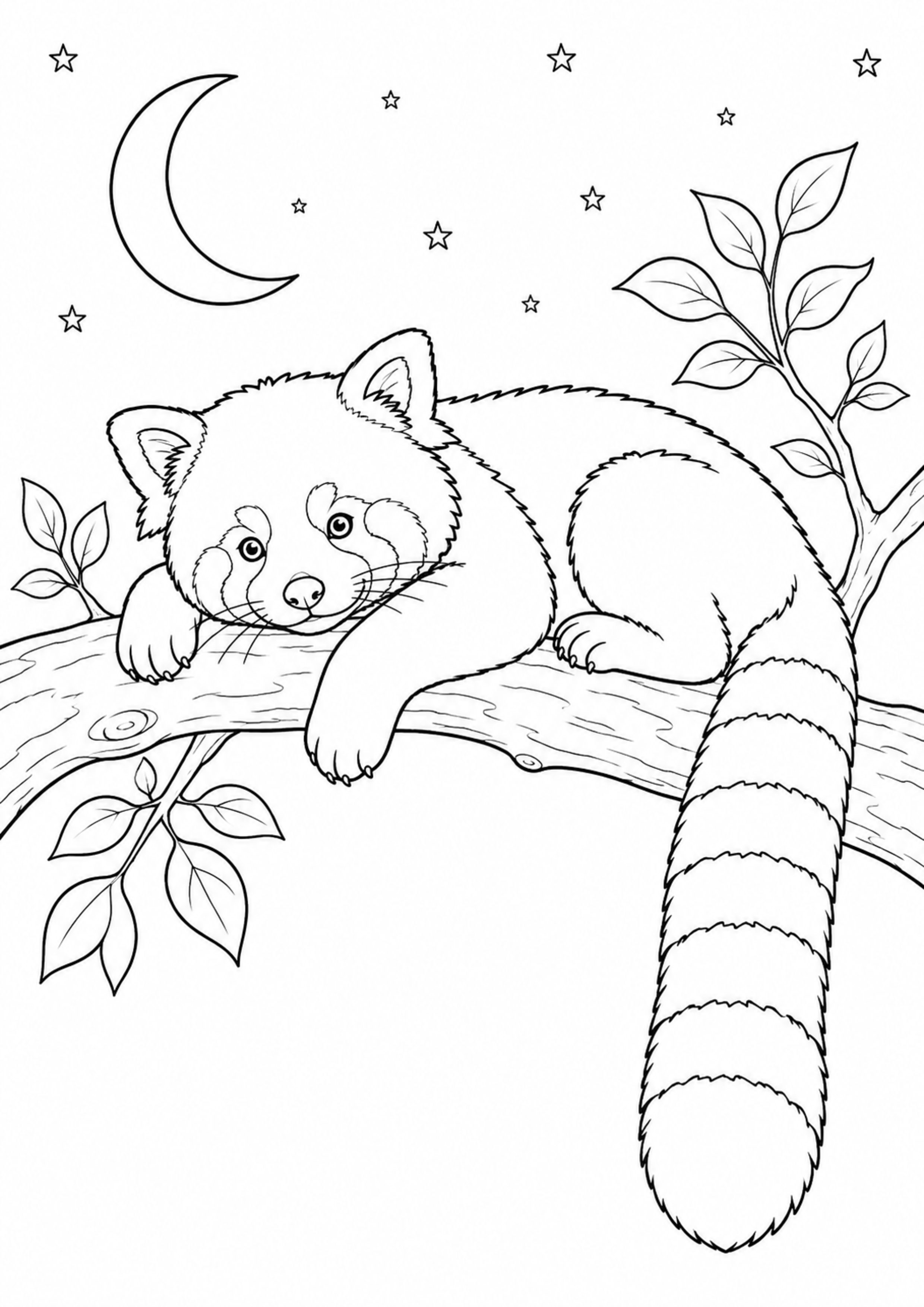 Coloriage Panda roux à imprimer – dessin n°8