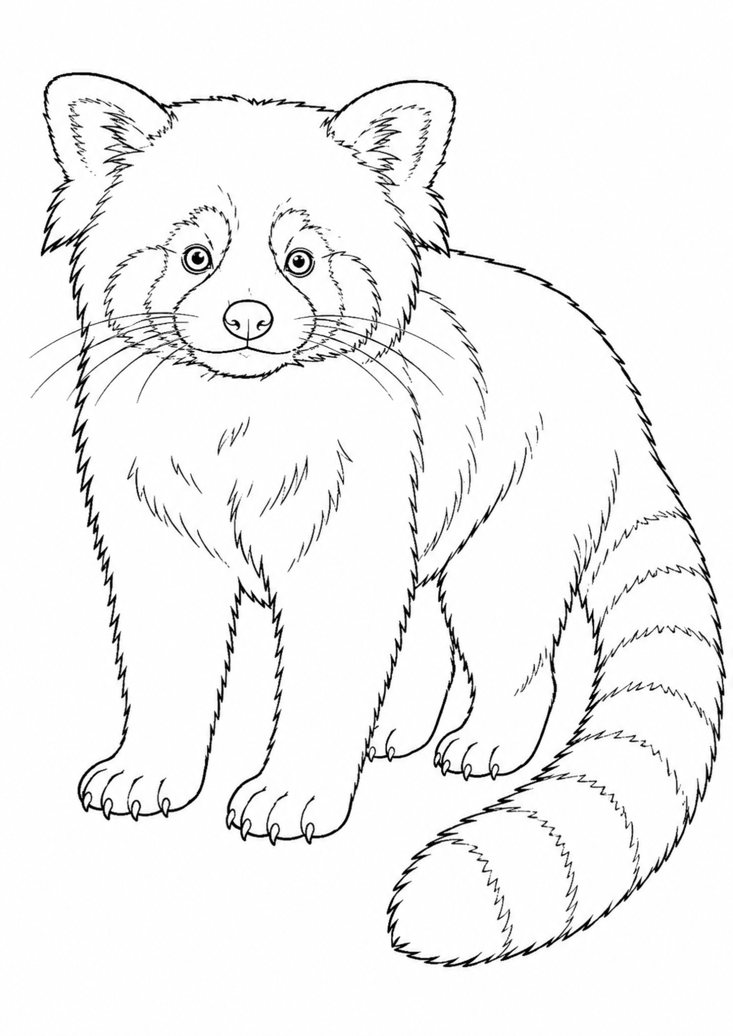 Coloriage Panda roux à imprimer – dessin n°18