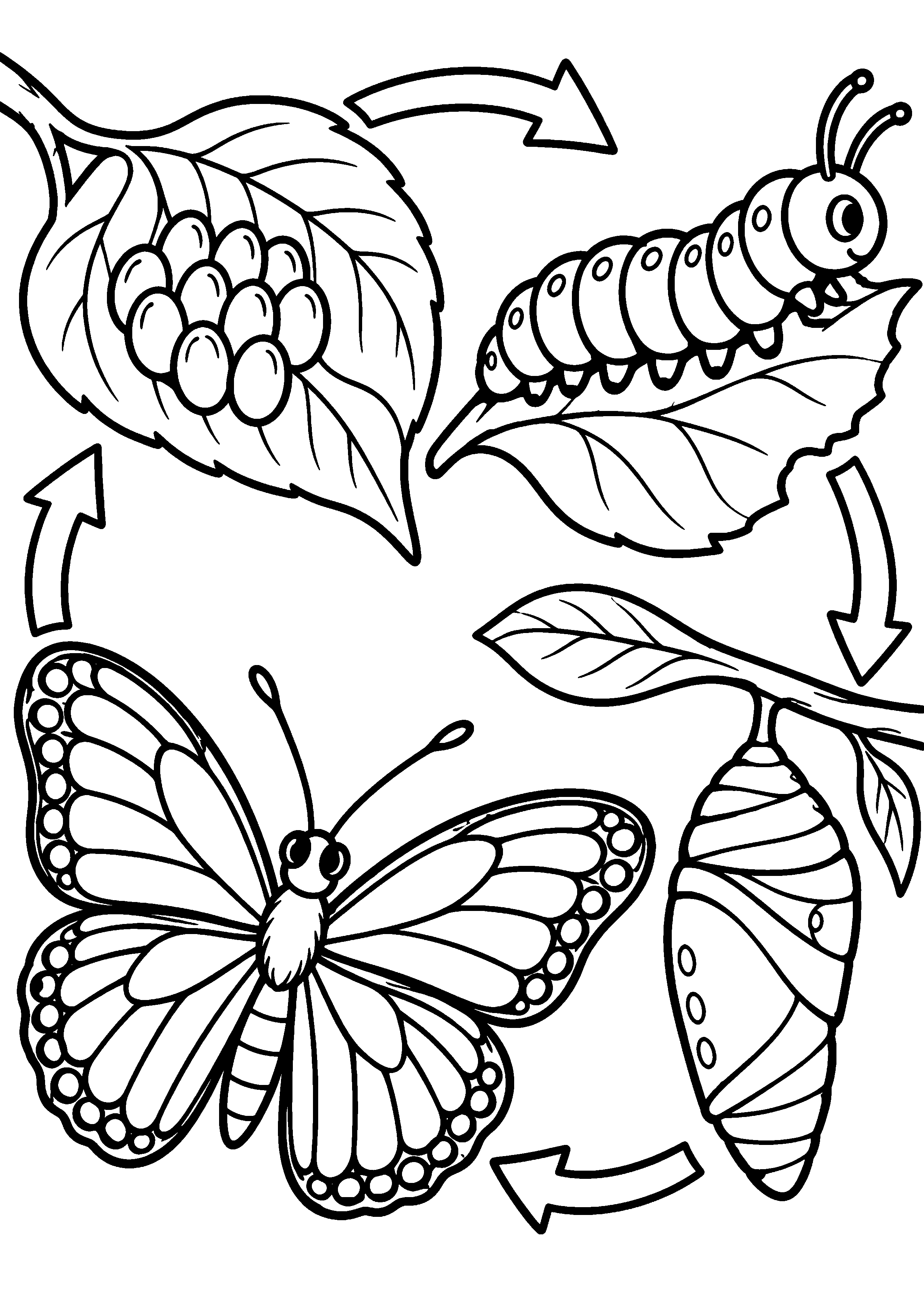 Coloriage en noir et blanc représentant cycle de vie du papillon en quatre grandes étapes sans texte, en grand format A4