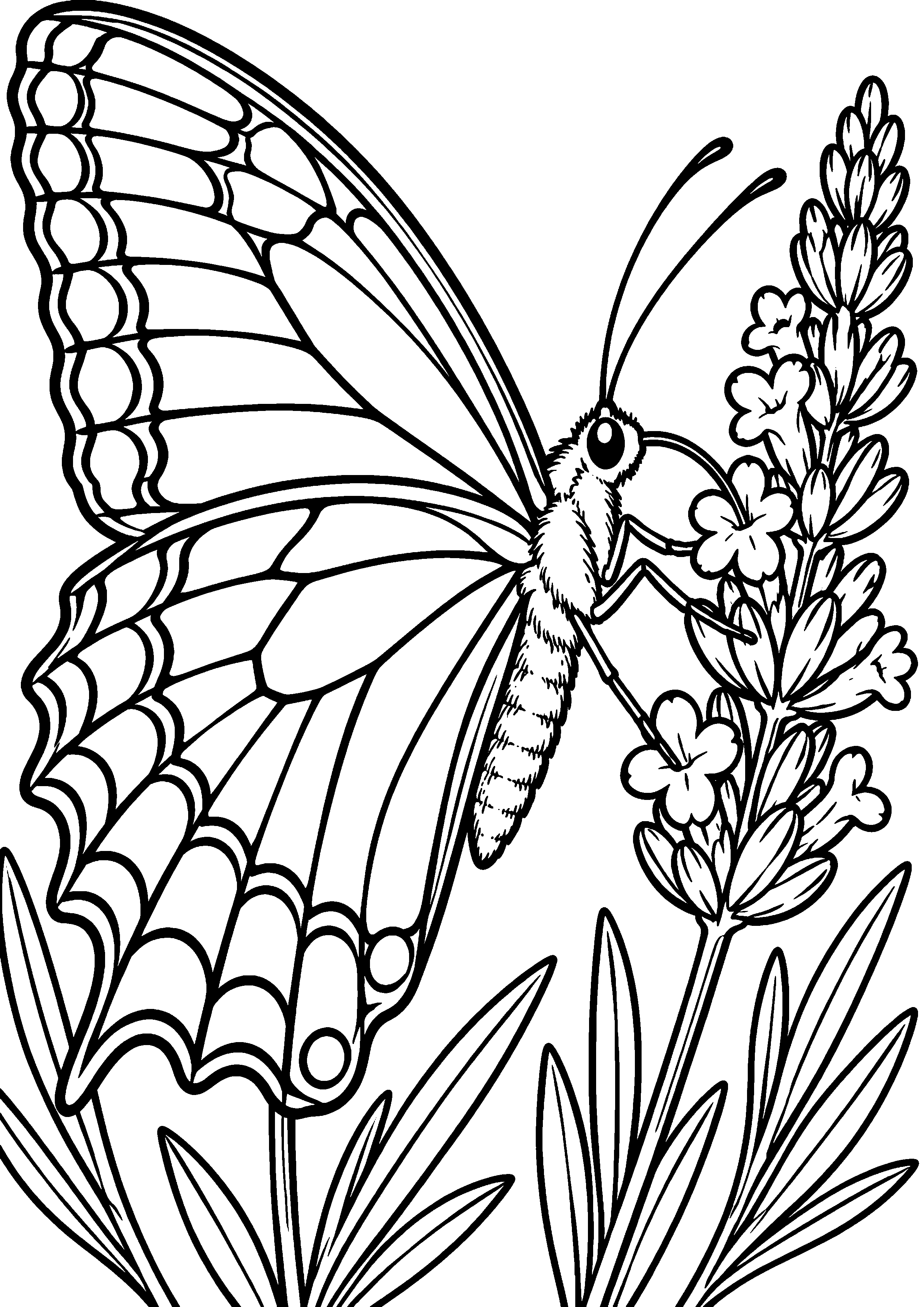 Coloriage en noir et blanc représentant grand papillon de profil buvant le nectar d'une lavande, en grand format A4