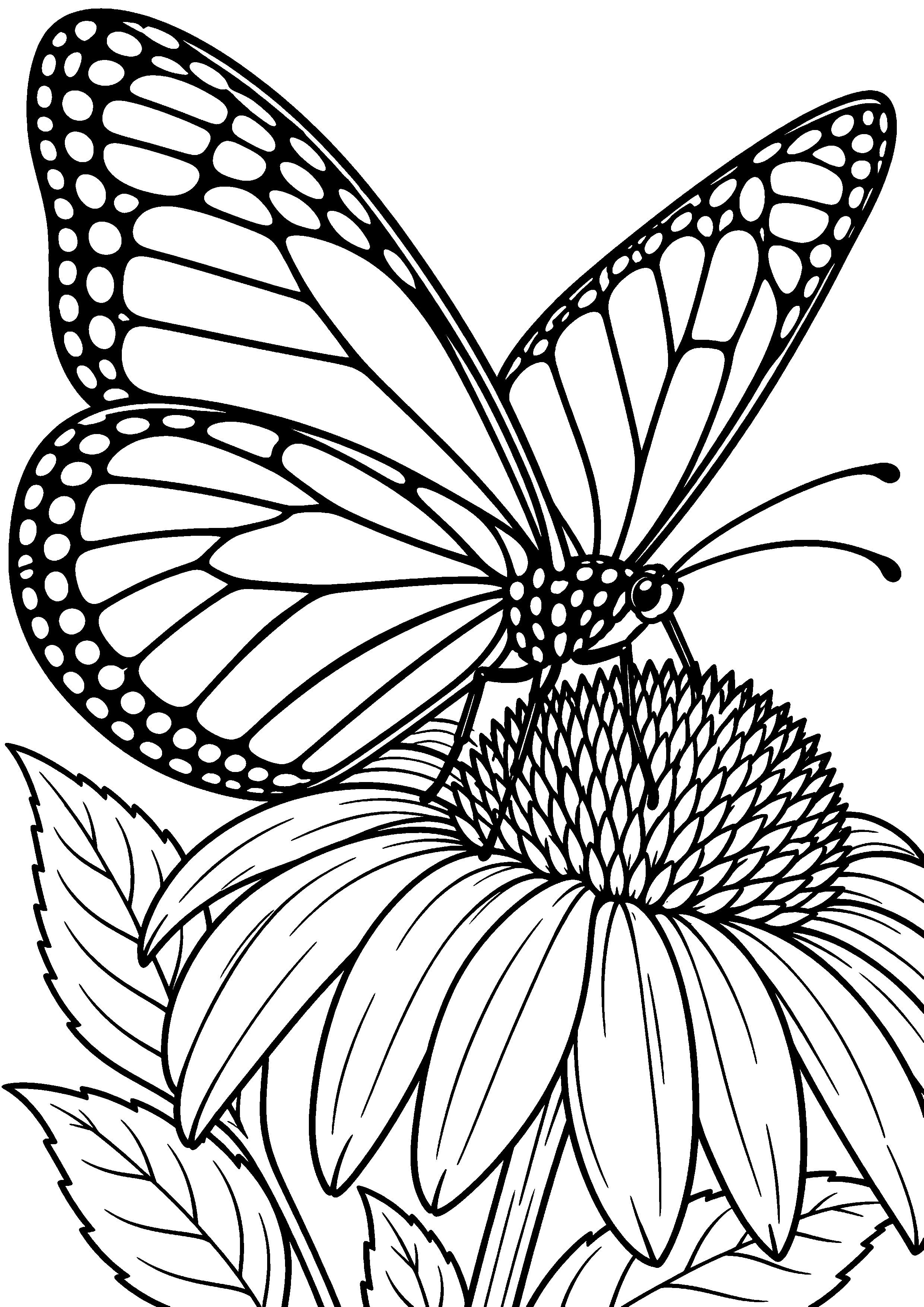 Coloriage en noir et blanc représentant grand papillon monarque générique posé sur une échinacée, en grand format A4