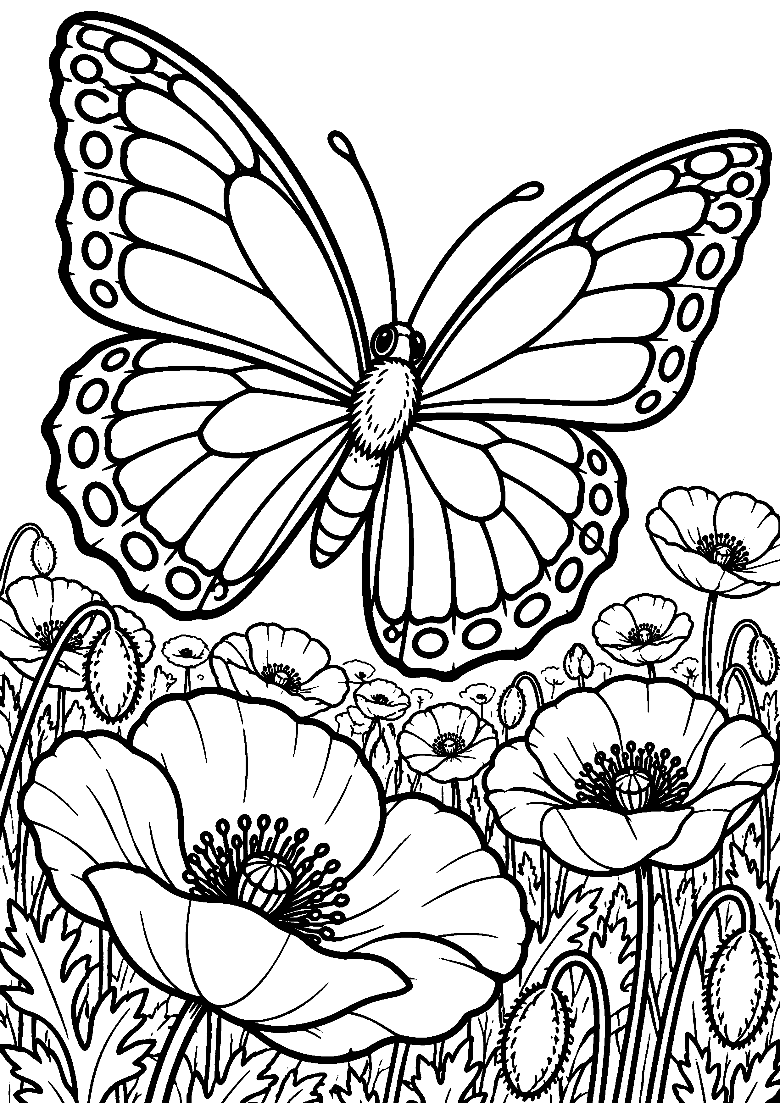 Coloriage en noir et blanc représentant papillon au-dessus d'un champ de coquelicots, en grand format A4