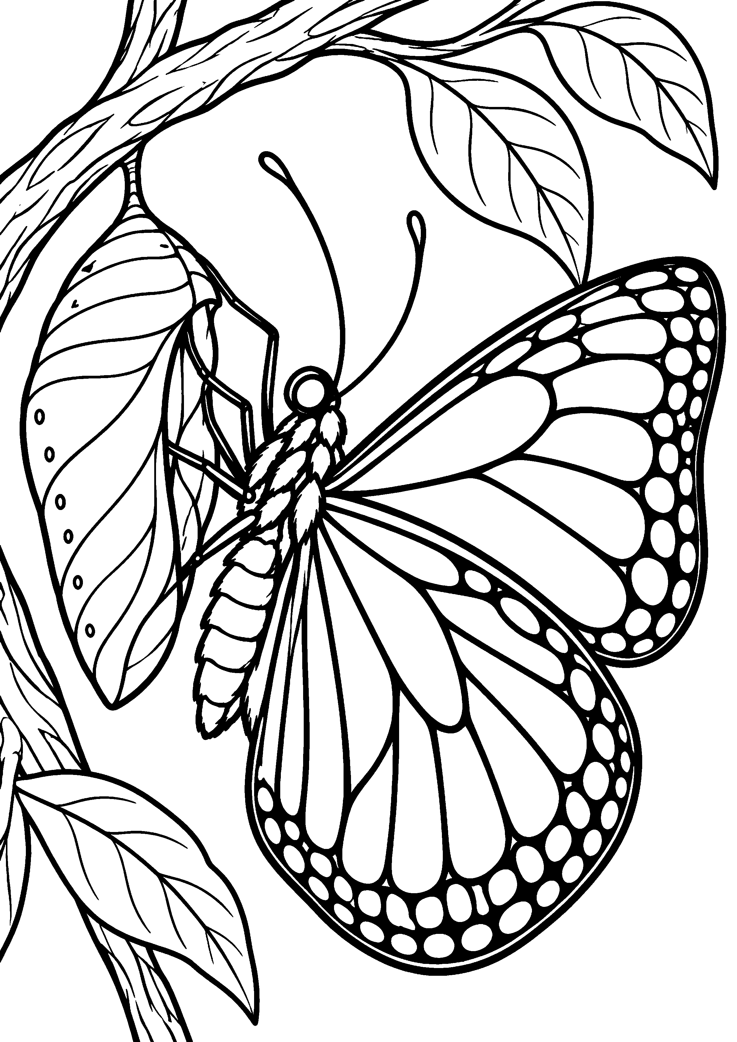 Coloriage en noir et blanc représentant papillon sortant d'une chrysalide sur une branche, en grand format A4