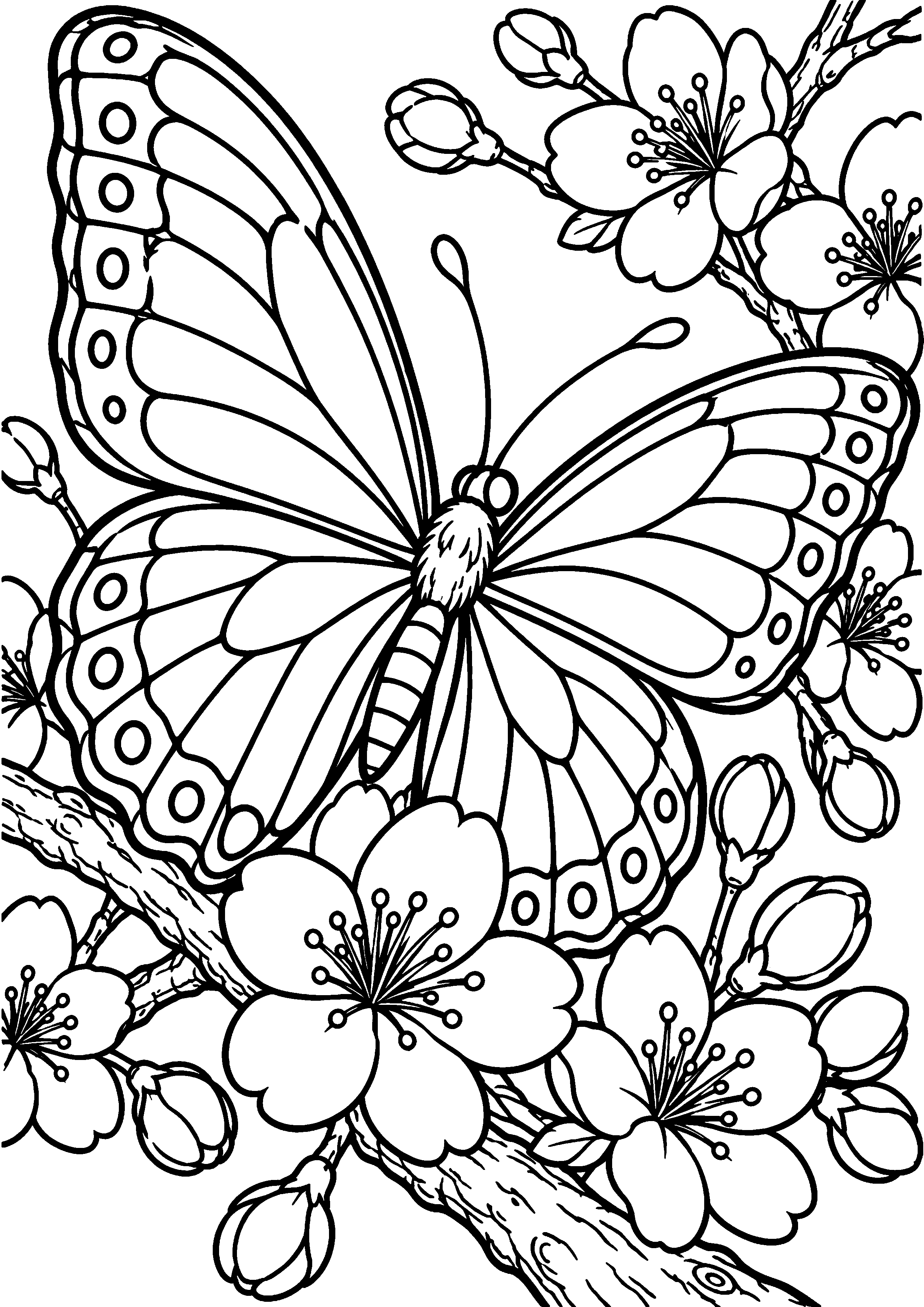 Coloriage en noir et blanc représentant papillon sur une branche de cerisier en fleurs, en grand format A4