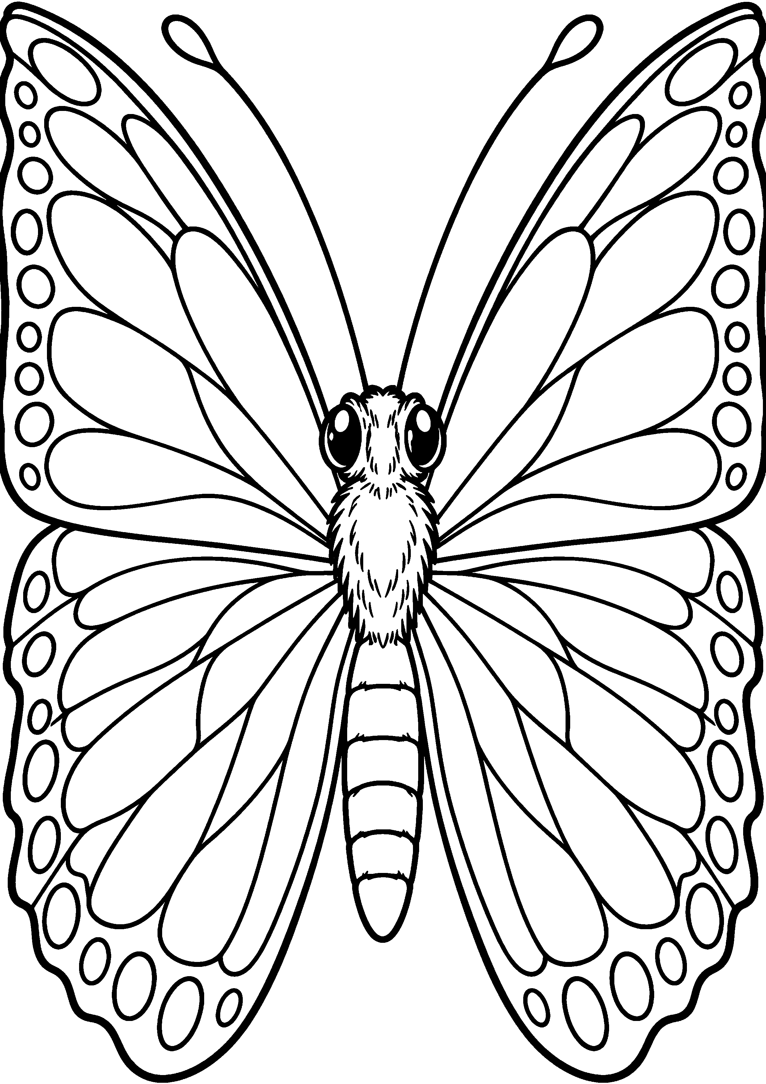 Coloriage en noir et blanc représentant portrait rapproché d'un papillon avec grandes ailes pleine page, en grand format A4