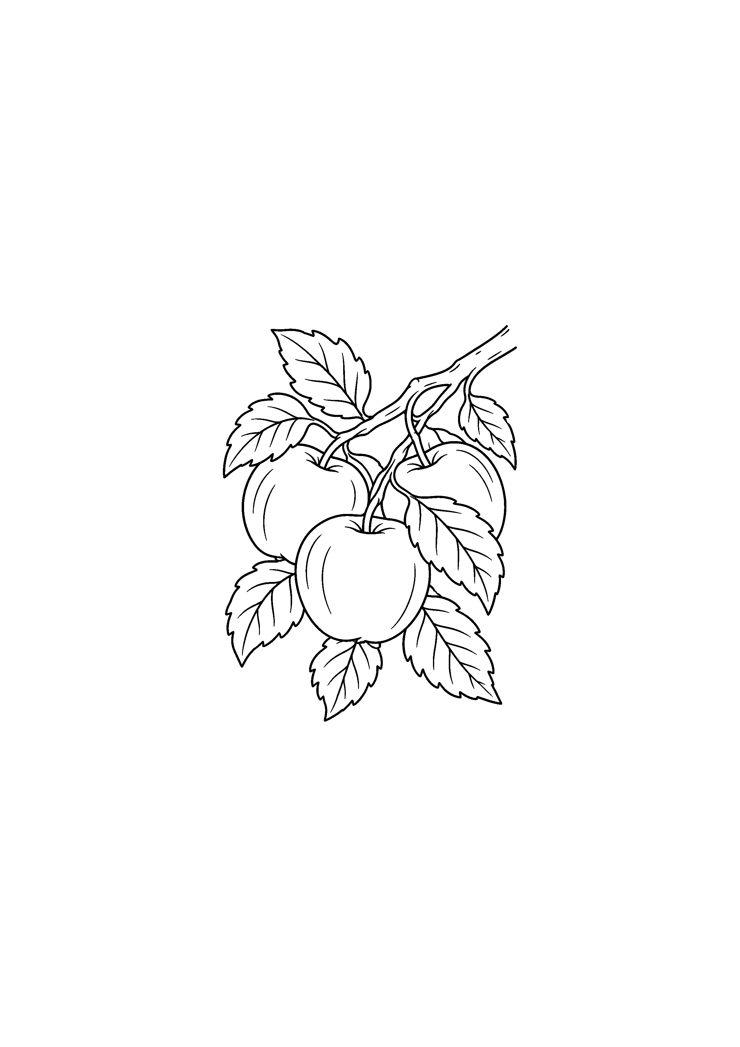 Coloriage branche de pommier avec pommes mûres et feuilles à imprimer