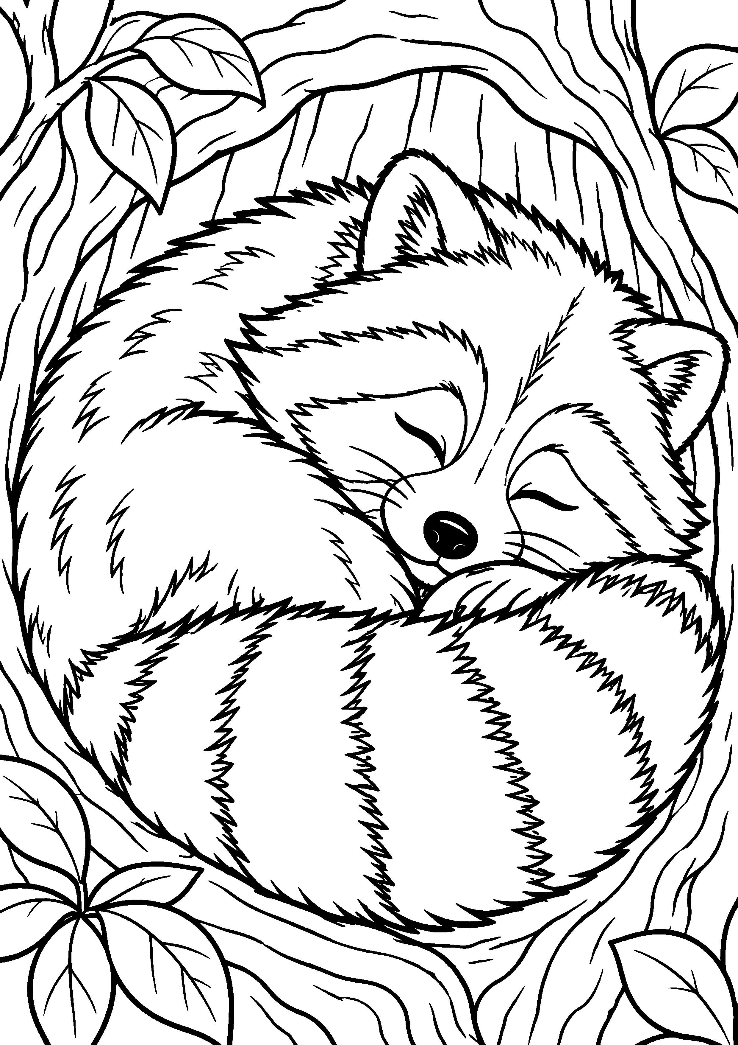 Grand coloriage d’un raton laveur sortant derrière de grandes feuilles, contours noirs nets sur fond blanc
