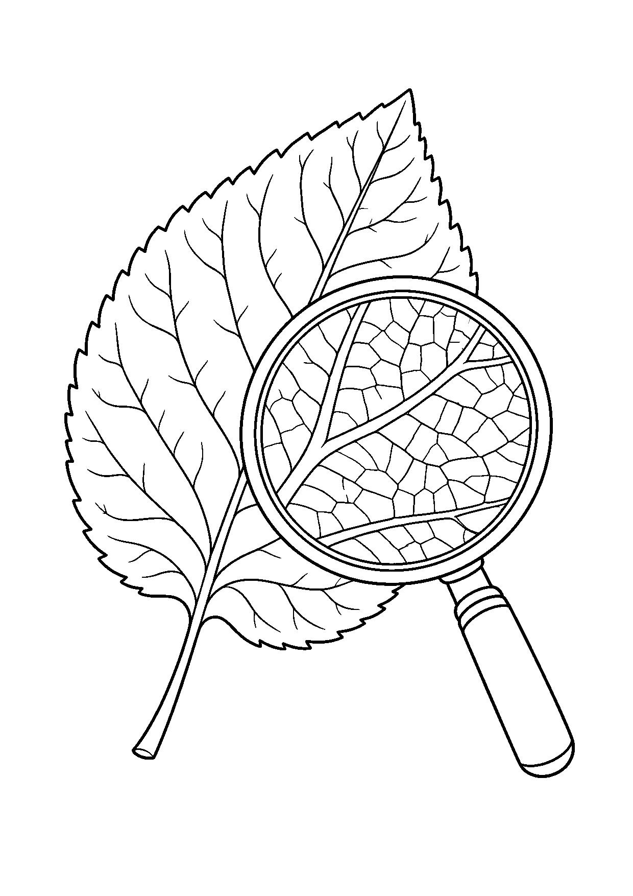 Coloriage scientifique illustrant loupe agrandissant les nervures d’une feuille, sans texte, à imprimer
