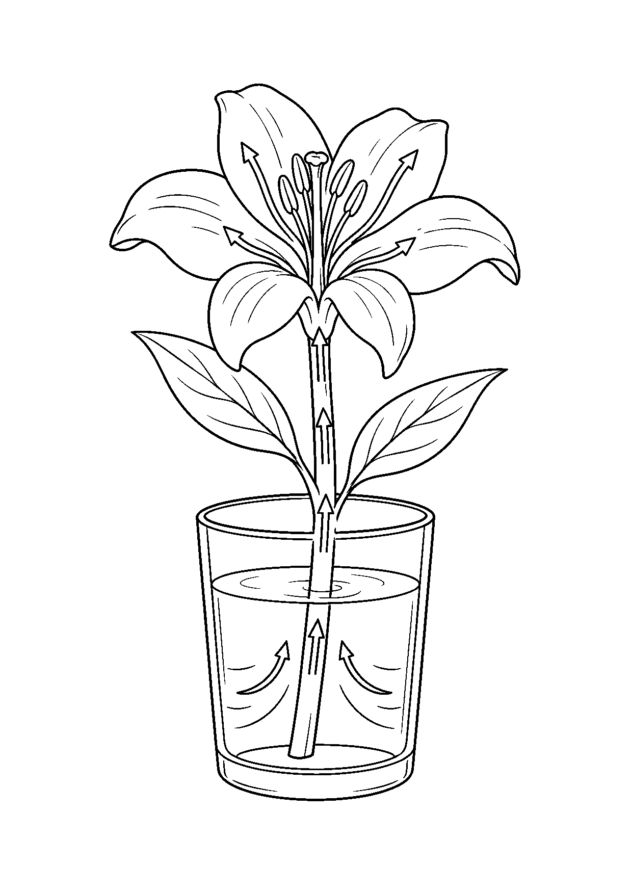 Coloriage scientifique illustrant fleur coupée placée dans un verre d’eau avec tige visible et circulation stylisée, sans texte, à imprimer