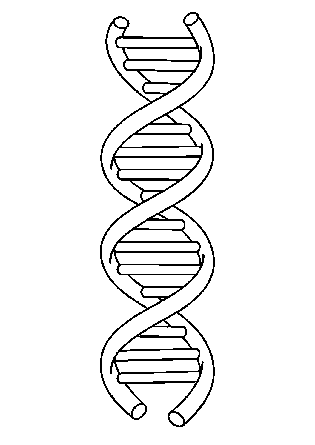Coloriage scientifique illustrant grande double hélice d’ADN claire et régulière sur fond blanc, sans texte, à imprimer
