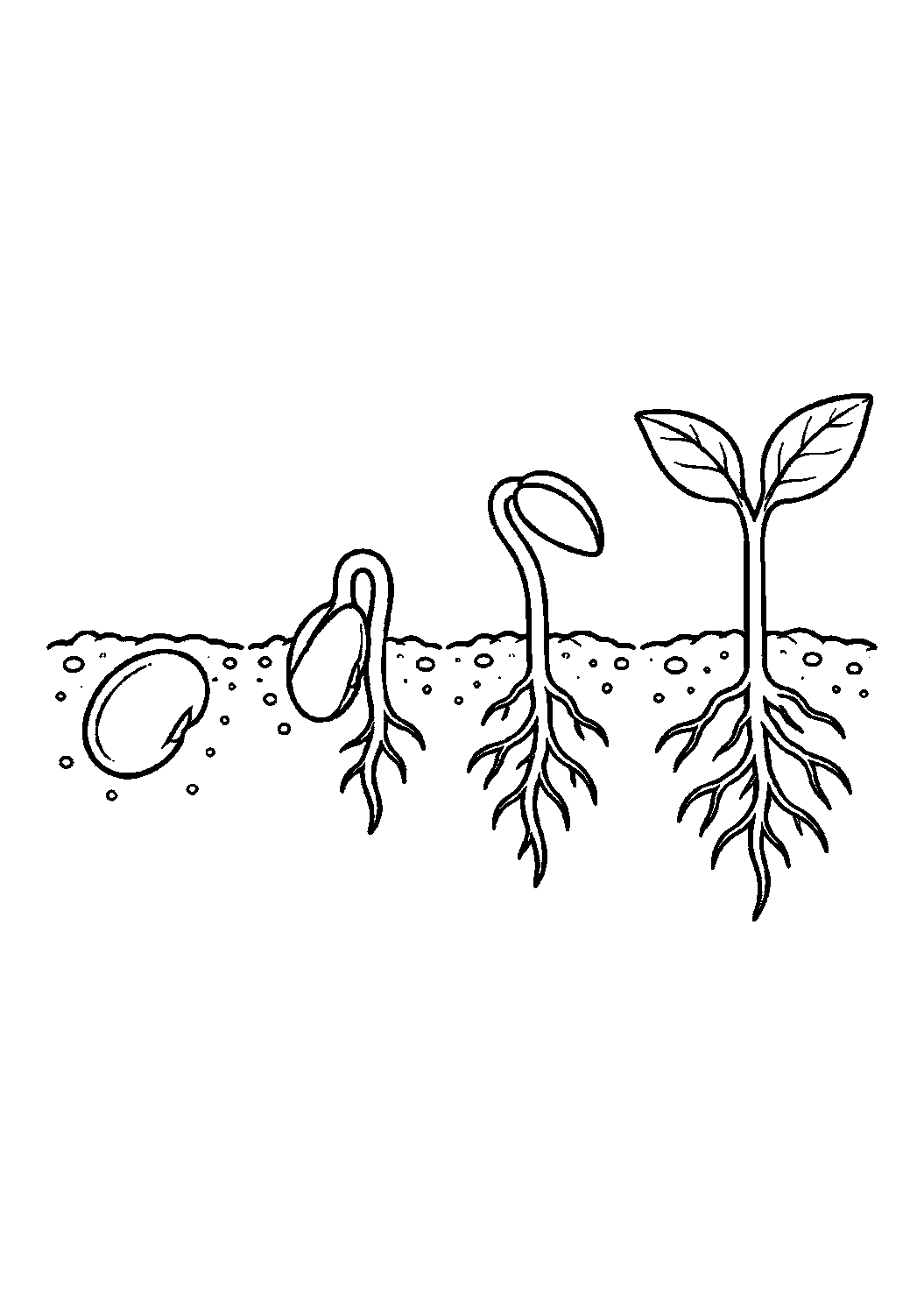 Coloriage scientifique illustrant suite de quatre étapes de germination d’une graine jusqu’à la jeune pousse, sans texte, à imprimer