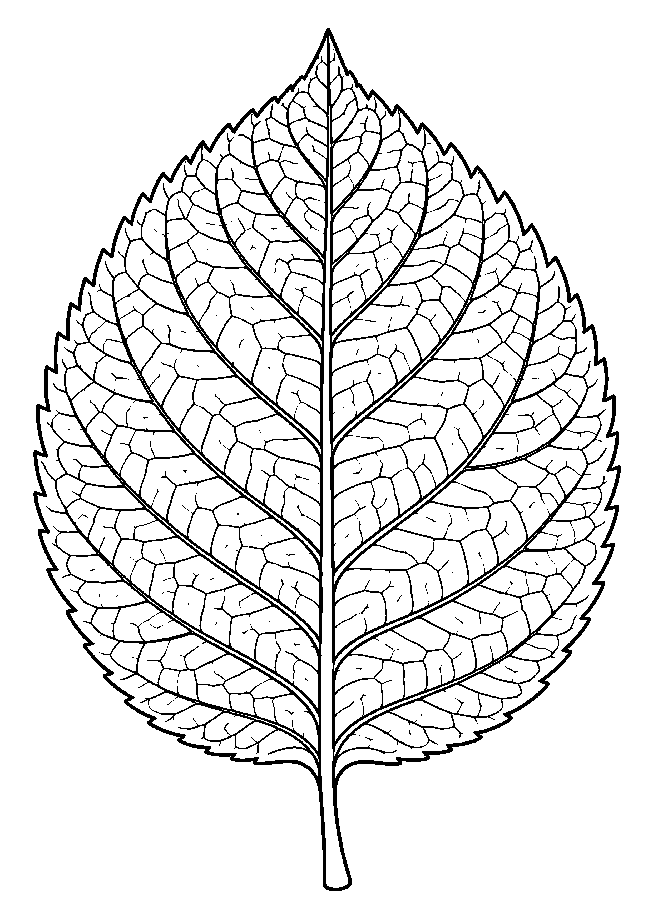 Coloriage scientifique illustrant grande feuille montrant réseau de nervures principal et secondaire, sans texte, à imprimer