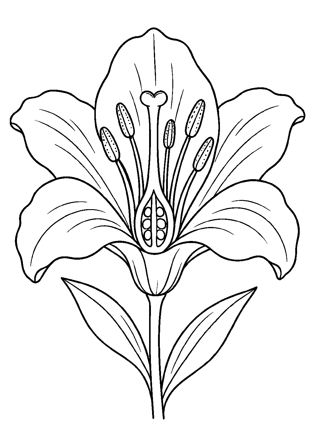 Coloriage scientifique illustrant fleur ouverte avec pétales, étamines et pistil clairement visibles, sans texte, sans texte, à imprimer