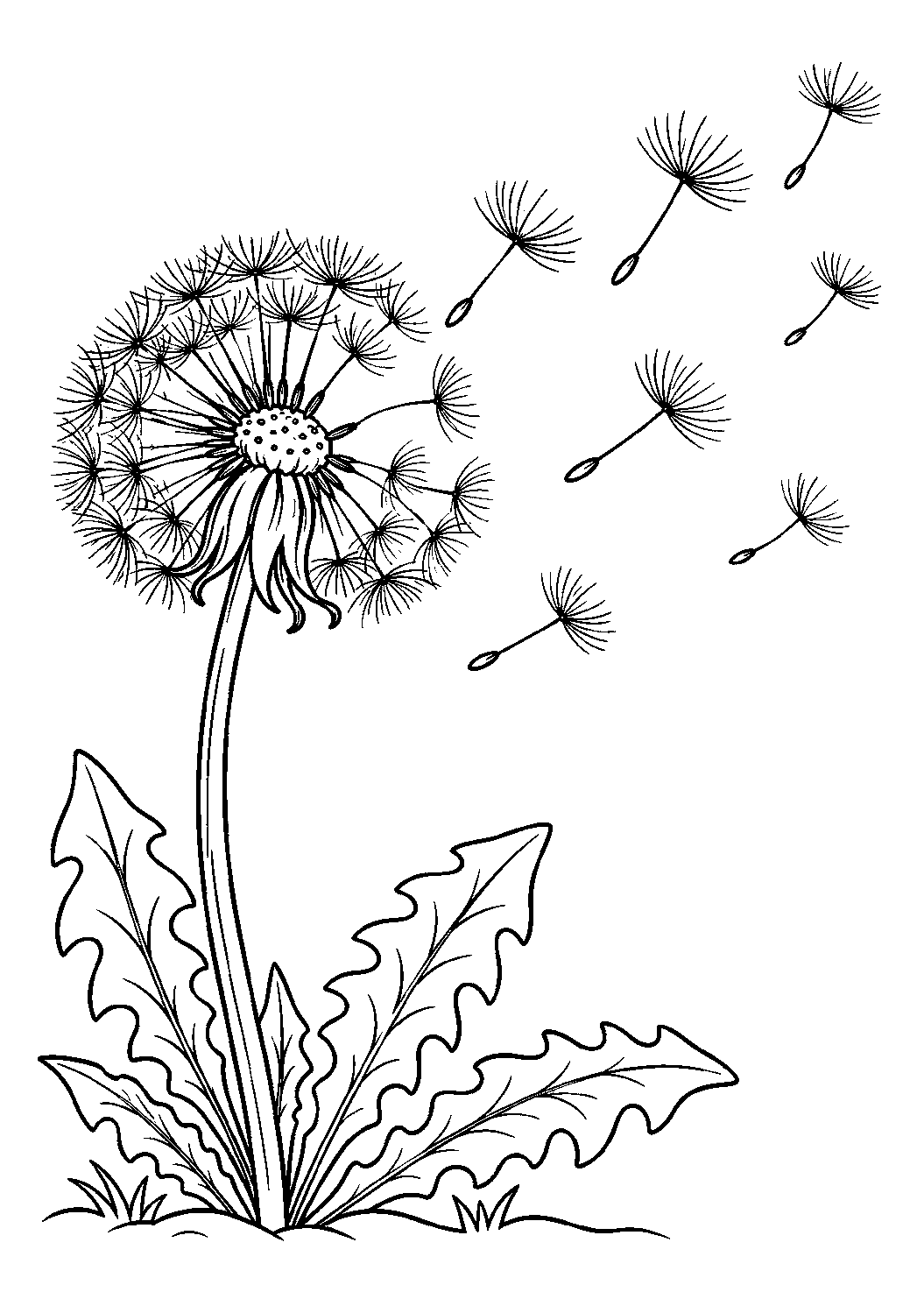 Coloriage scientifique illustrant pissenlit libérant des graines portées par le vent, sans texte, à imprimer