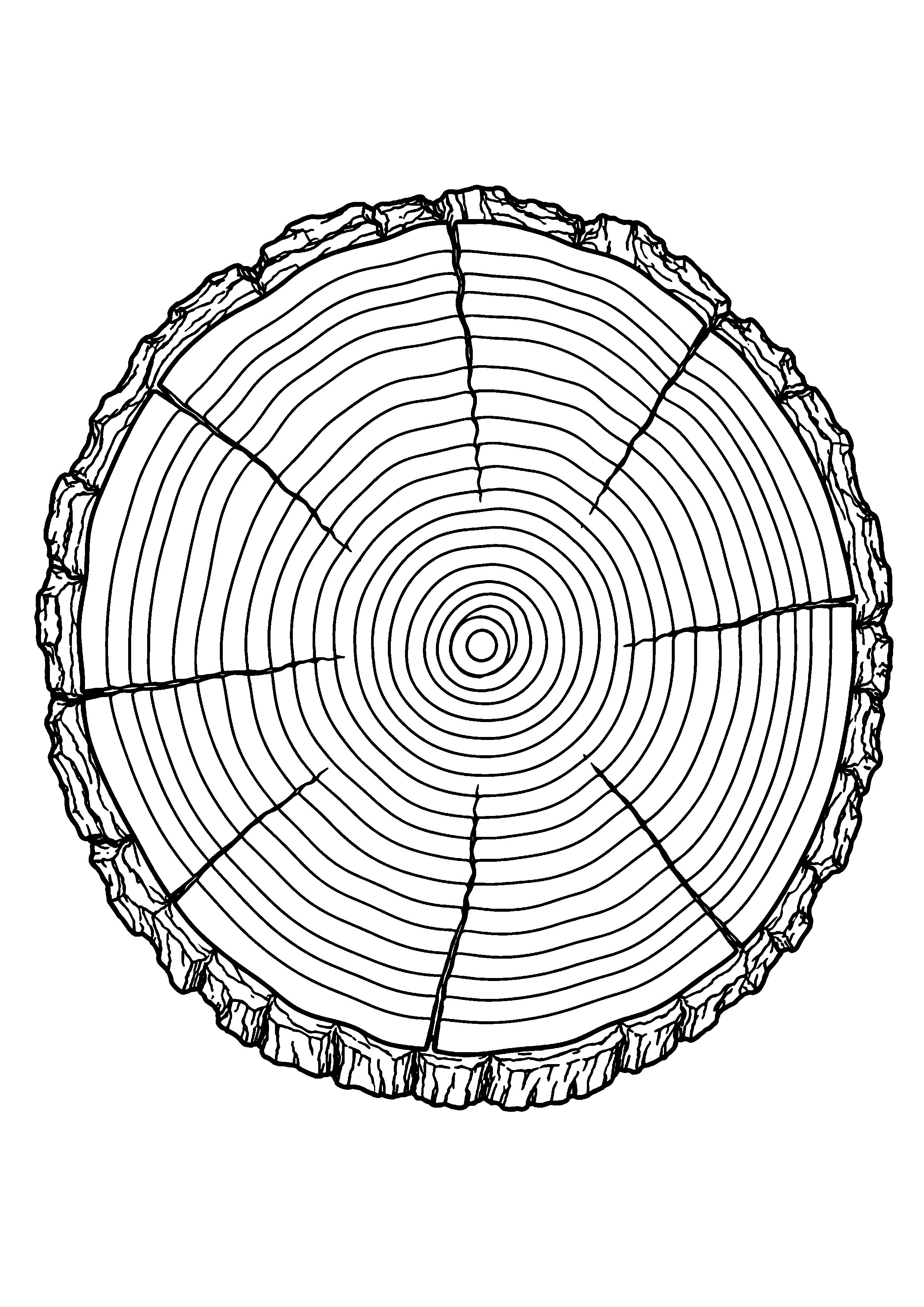 Coloriage scientifique illustrant section circulaire d’un tronc avec cernes de croissance bien visibles, sans texte, à imprimer