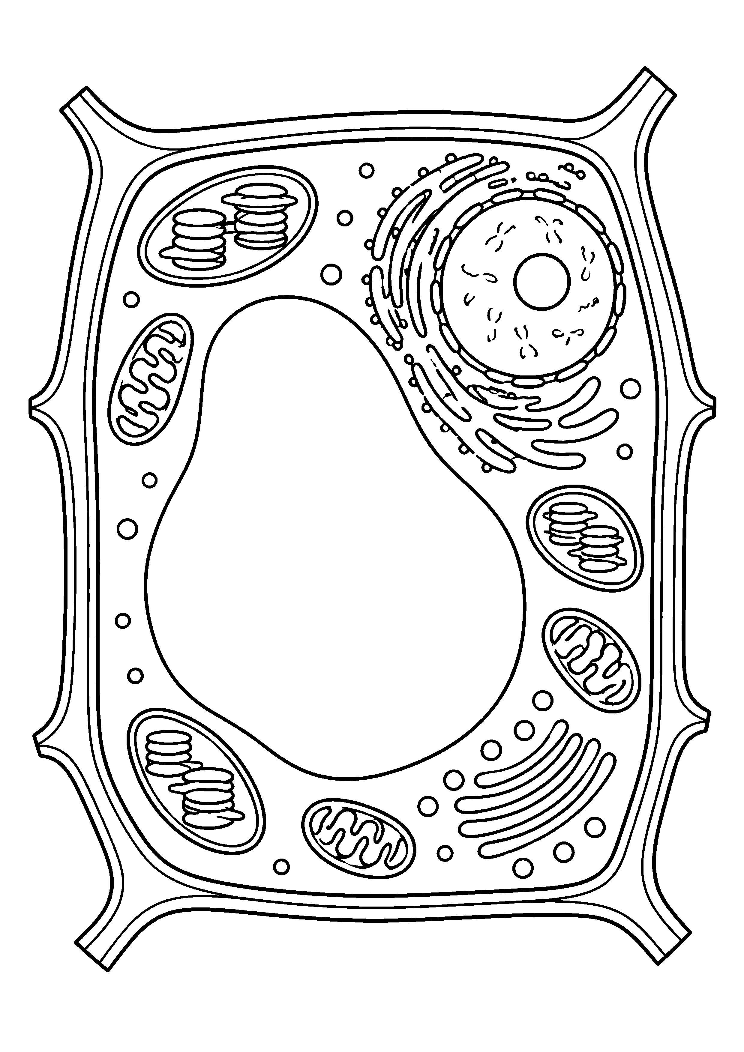 Coloriage scientifique illustrant cellule végétale schématique avec paroi, noyau et organites sans aucune légende, sans texte, à imprimer