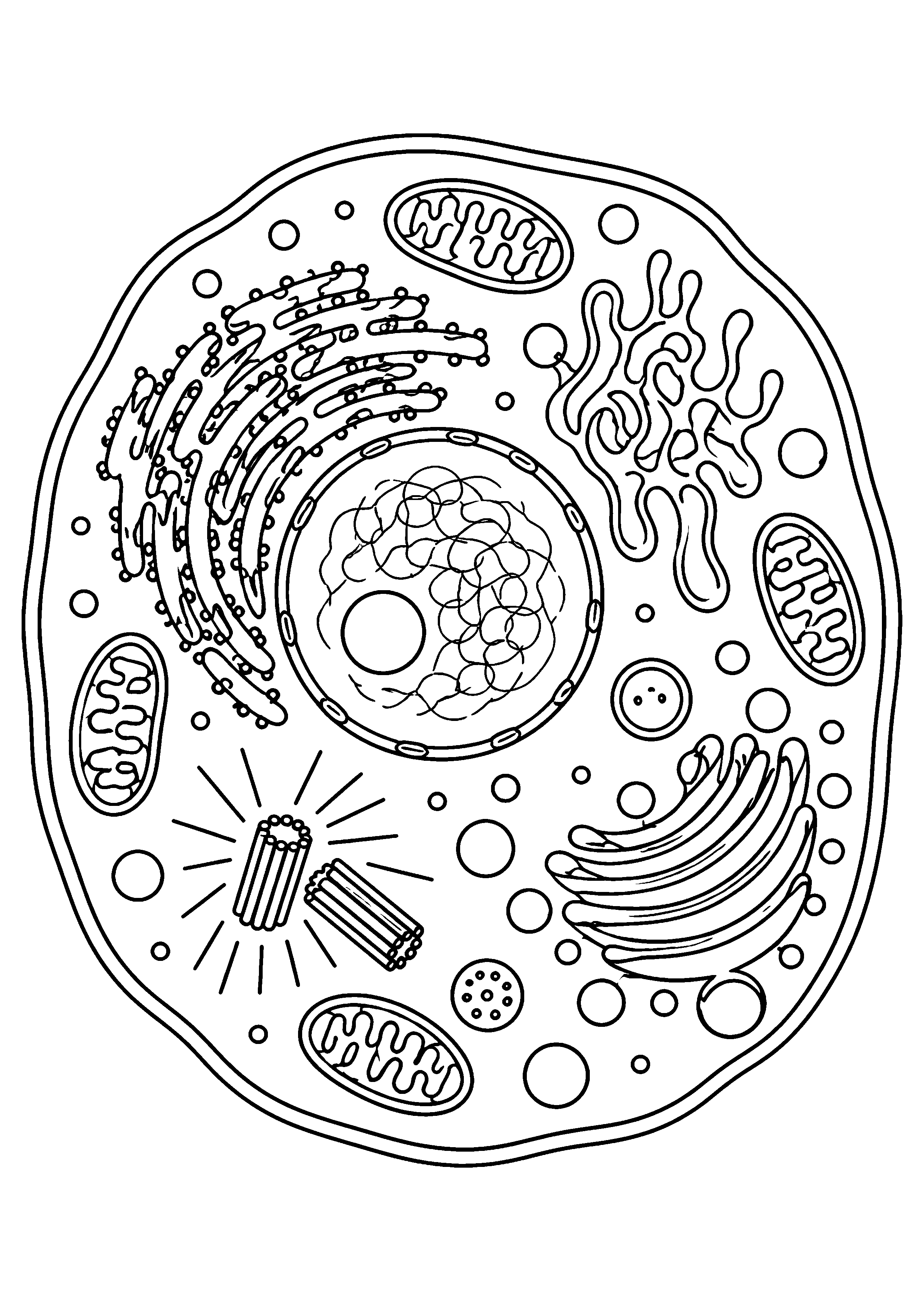 Coloriage scientifique illustrant cellule animale schématique arrondie avec noyau et organites sans légende, sans texte, à imprimer