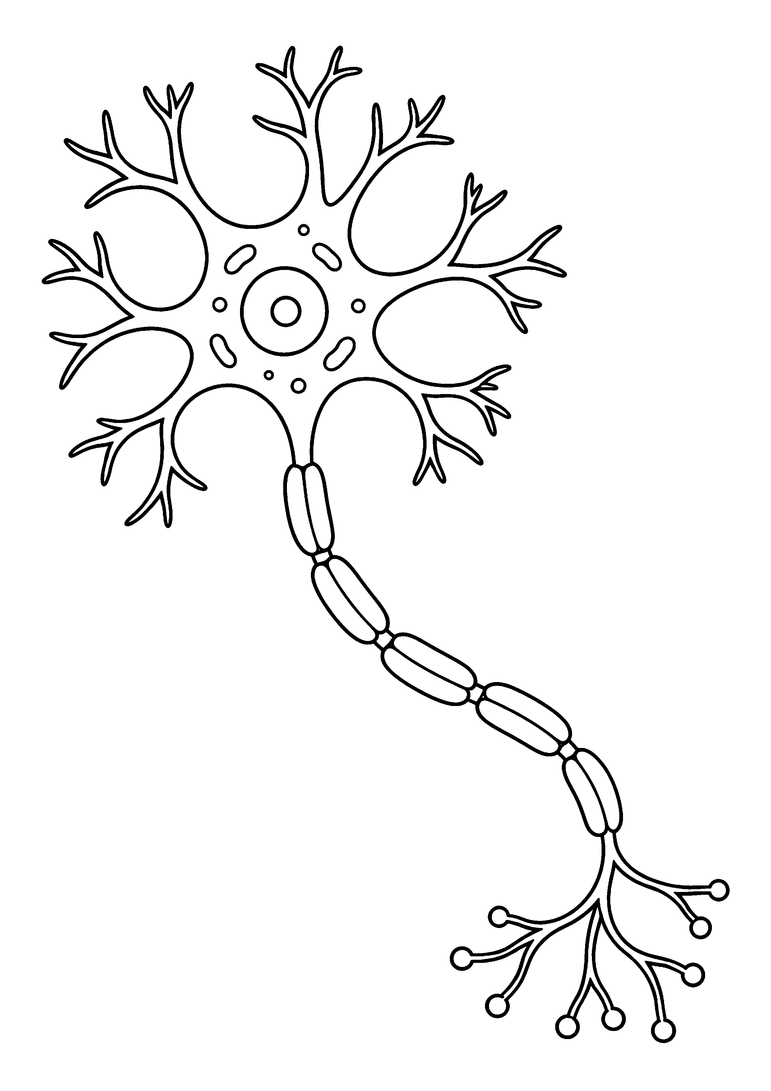 Coloriage scientifique illustrant neurone simplifié avec corps cellulaire, dendrites et long axone, sans texte, sans texte, à imprimer