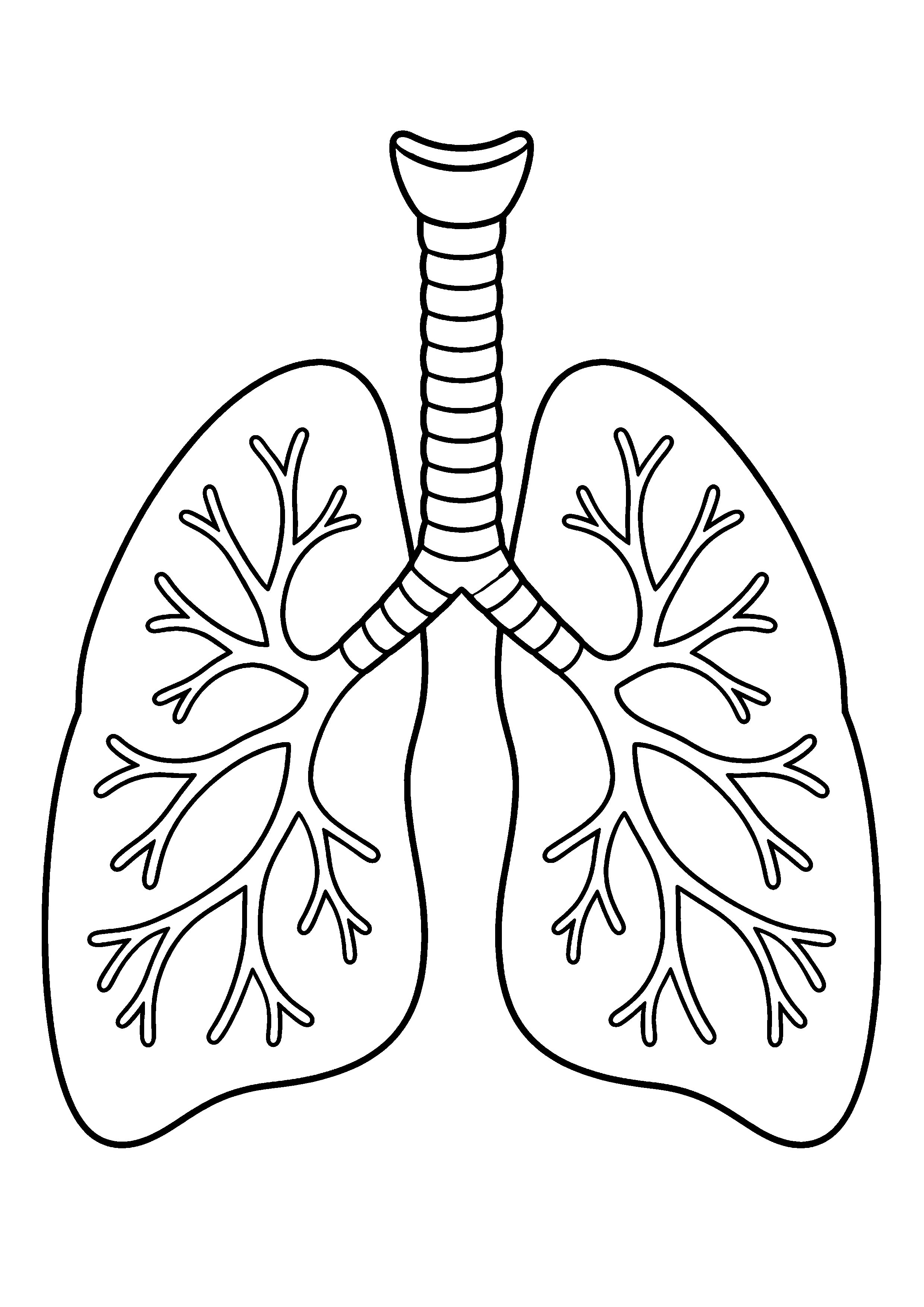 Coloriage scientifique illustrant paire de poumons simplifiée montrant la trachée et les bronches, sans légende, sans texte, à imprimer