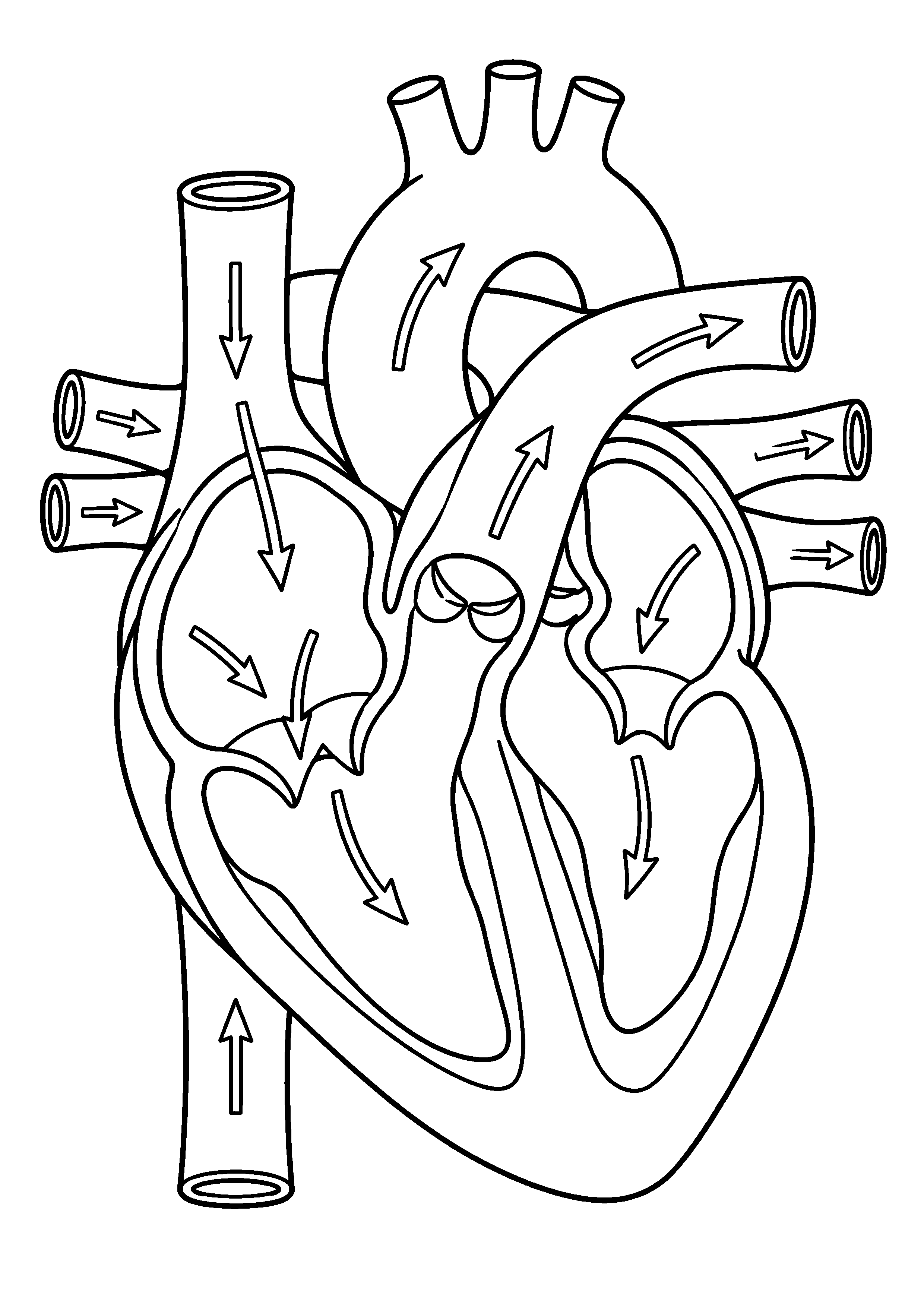 Coloriage scientifique illustrant cœur anatomique simplifié avec cavités et gros vaisseaux, sans texte, sans texte, à imprimer