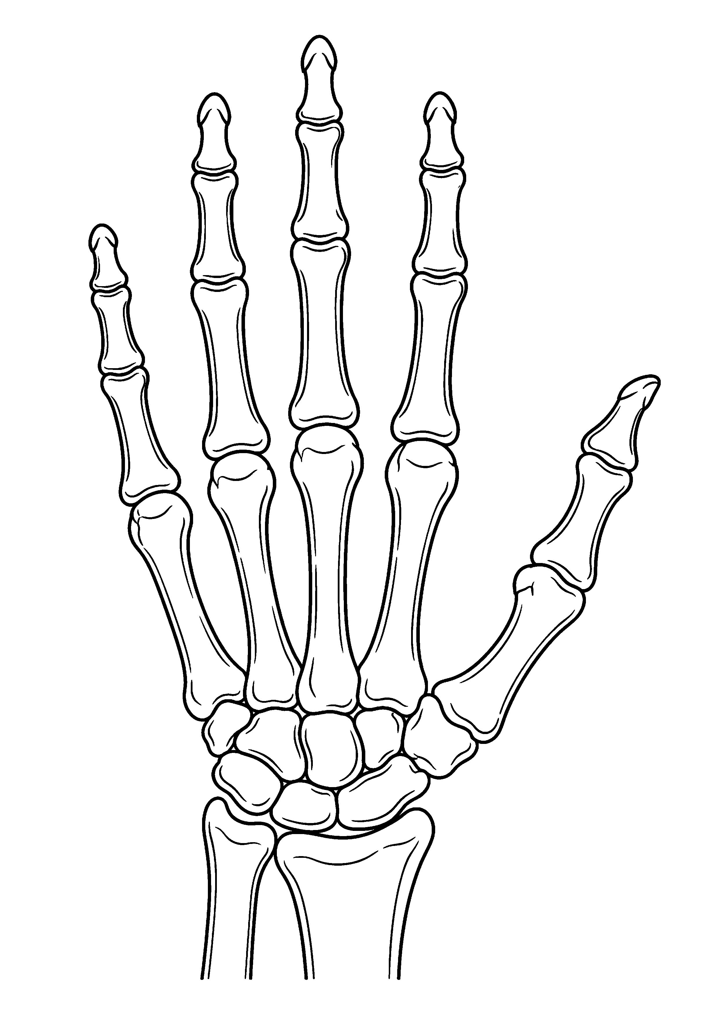 Coloriage scientifique illustrant main ouverte montrant les principaux os sous forme de schéma propre, sans texte, à imprimer