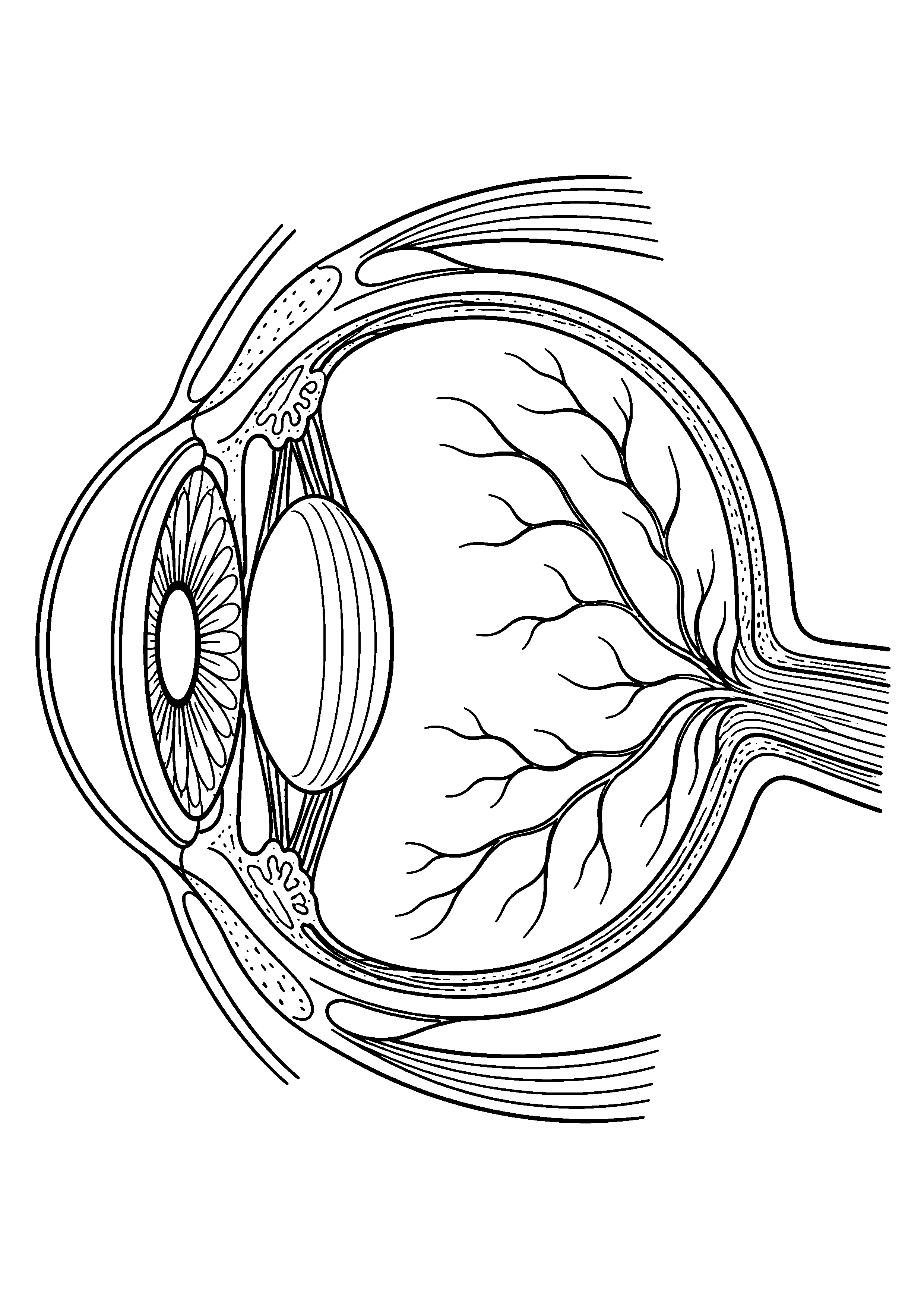 Coloriage scientifique illustrant œil simplifié en coupe avec iris, cristallin et nerf optique, sans légende, sans texte, à imprimer
