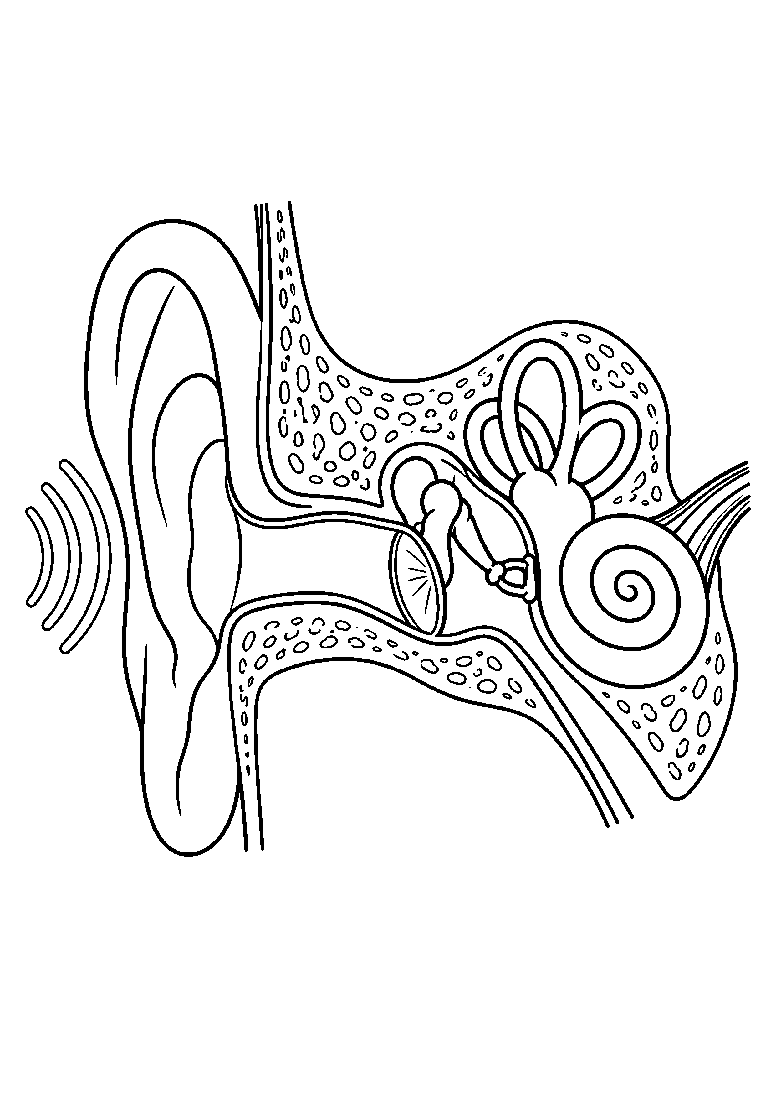 Coloriage scientifique illustrant oreille simplifiée montrant pavillon, conduit et cochlée, sans légende, sans texte, à imprimer