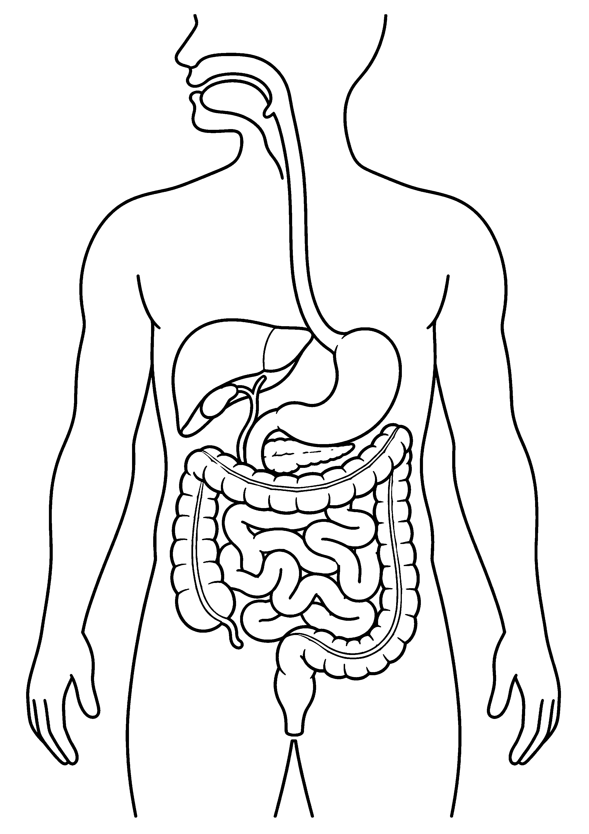 Coloriage scientifique illustrant silhouette du tronc avec organes digestifs principaux, sans légende, sans texte, à imprimer