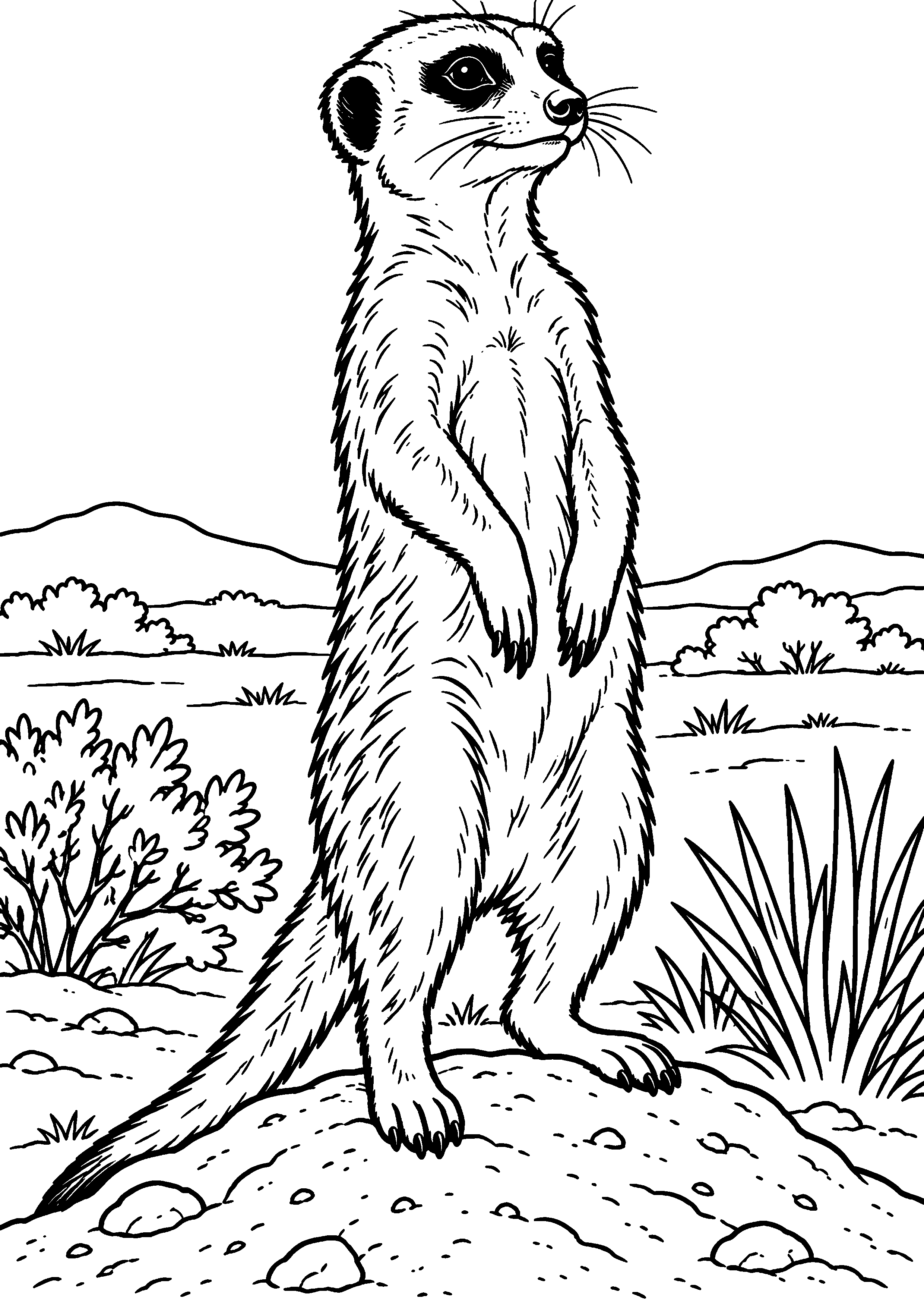 Coloriage suricate en grand portrait de face au regard éveillé à imprimer