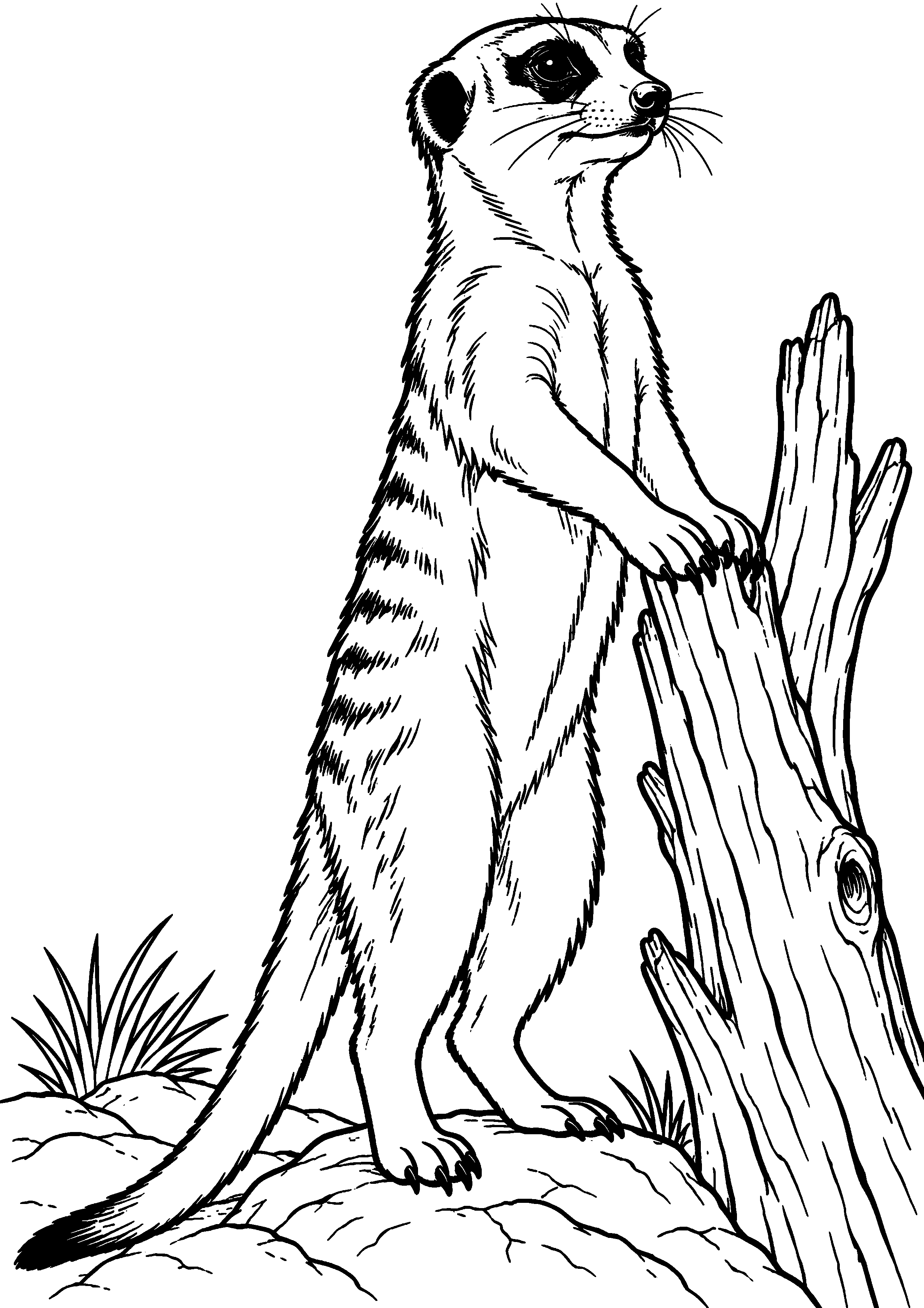 Grand coloriage d’un suricate debout les pattes posées sur une souche, contours noirs nets sur fond blanc