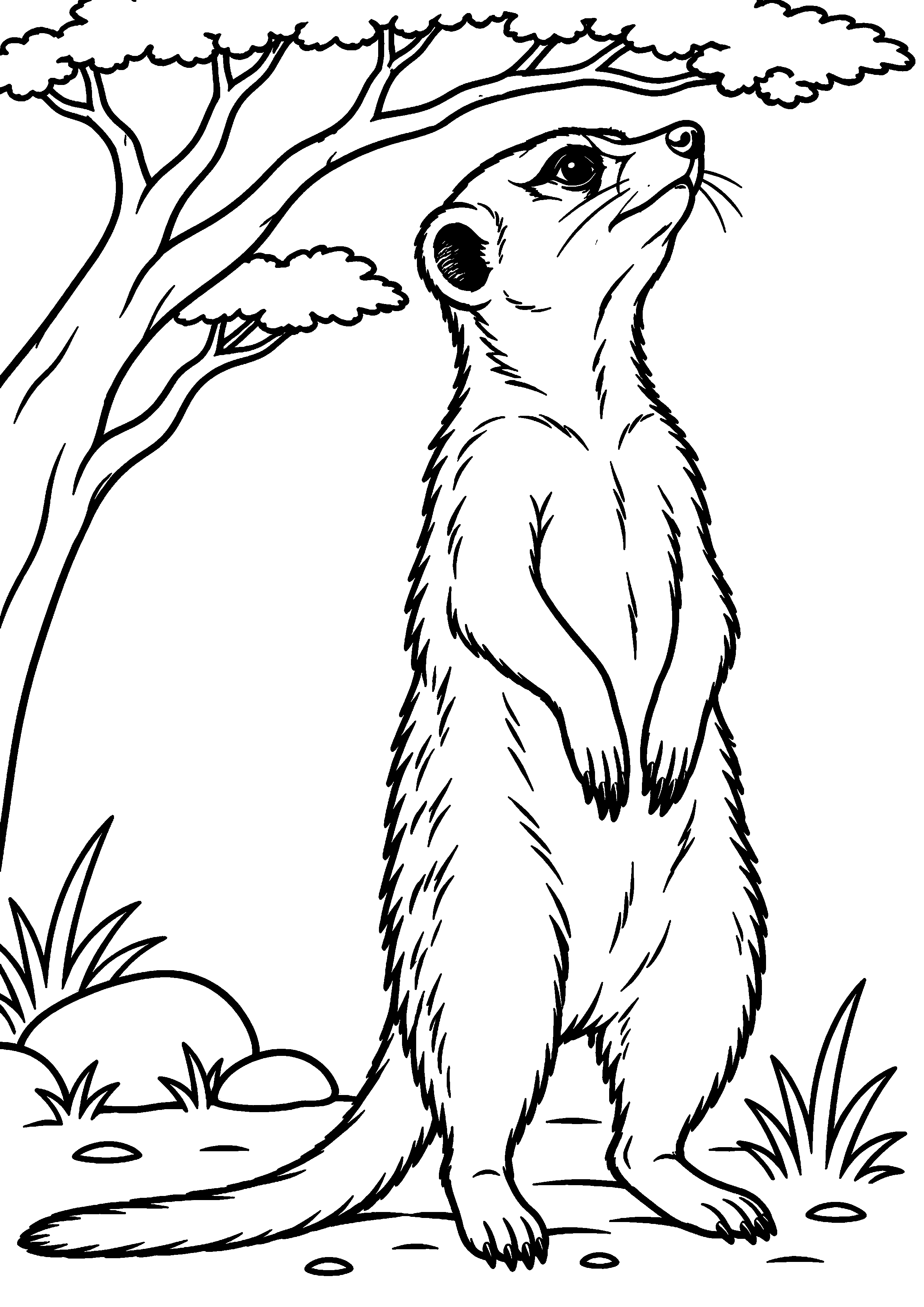 Grand coloriage d’un suricate montant la garde sous un acacia, contours noirs nets sur fond blanc