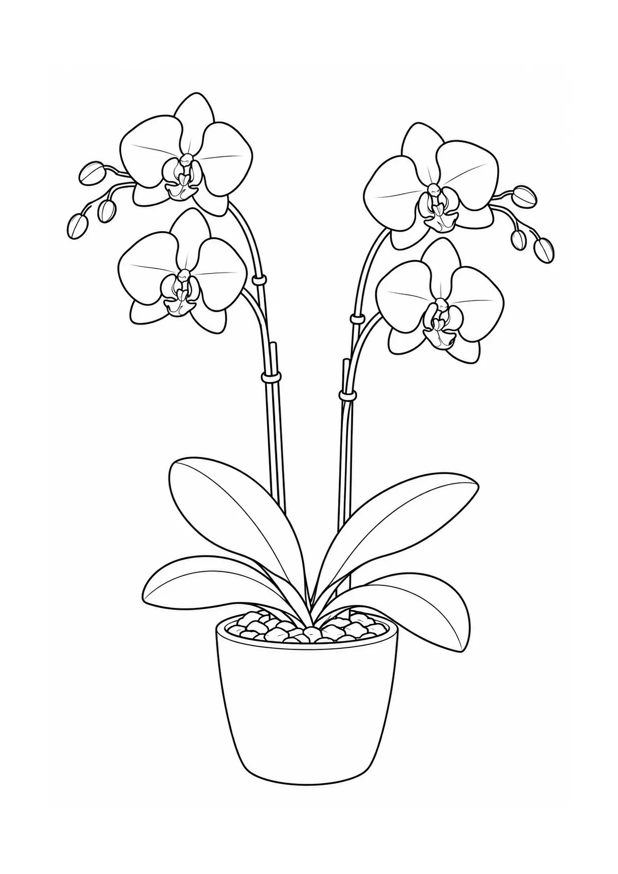 Coloriage orchidée : arquee, modèle 06