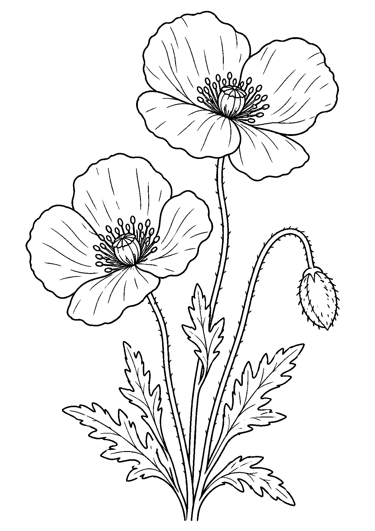 Coloriage coquelicot à imprimer montrant coquelicot, illustration 18